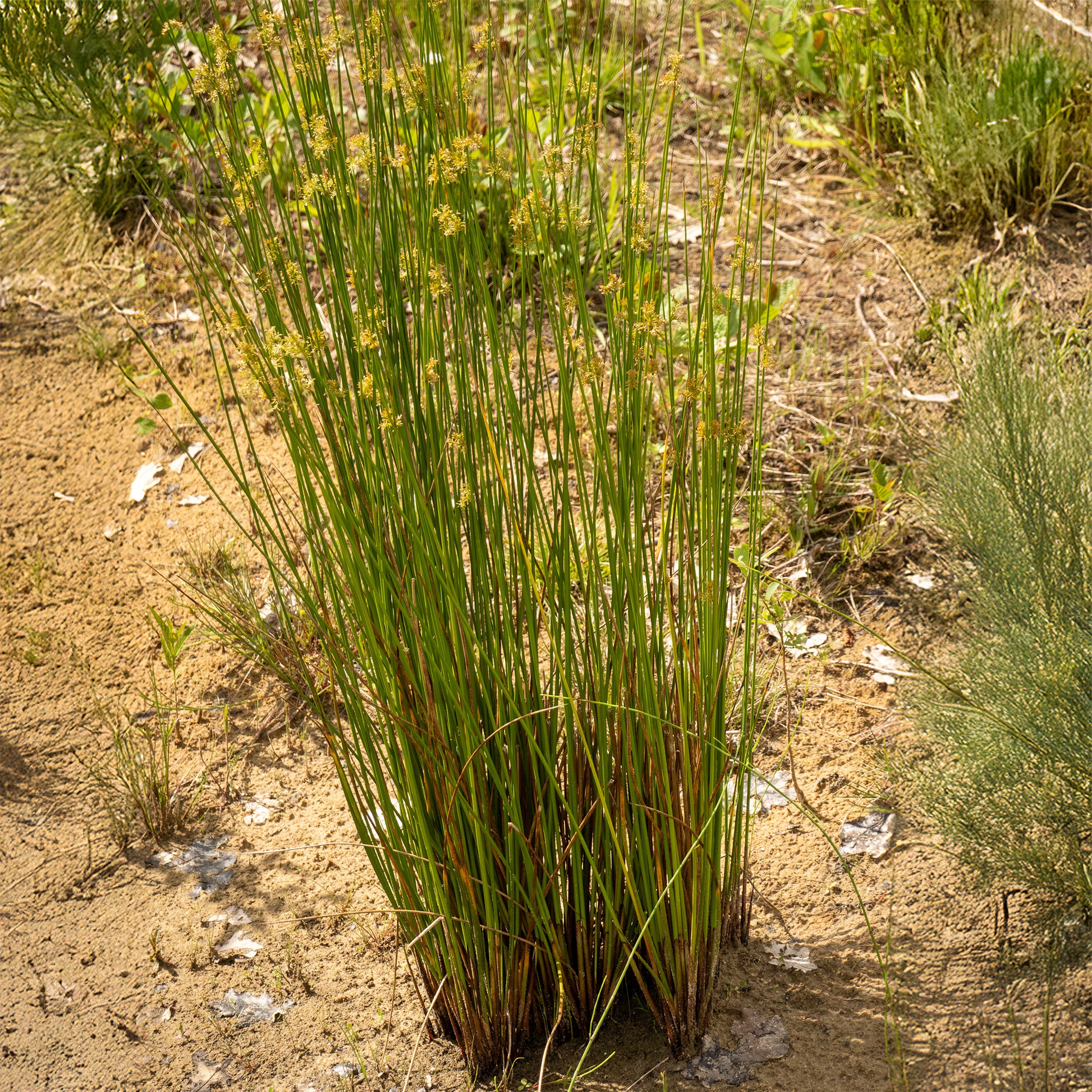 Flatter Binse - Juncus effusus - Bakker