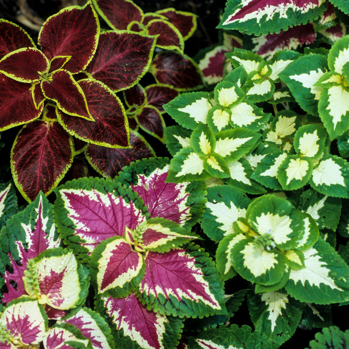 Buntnessel Wizard - Coleus Wizard - Bakker