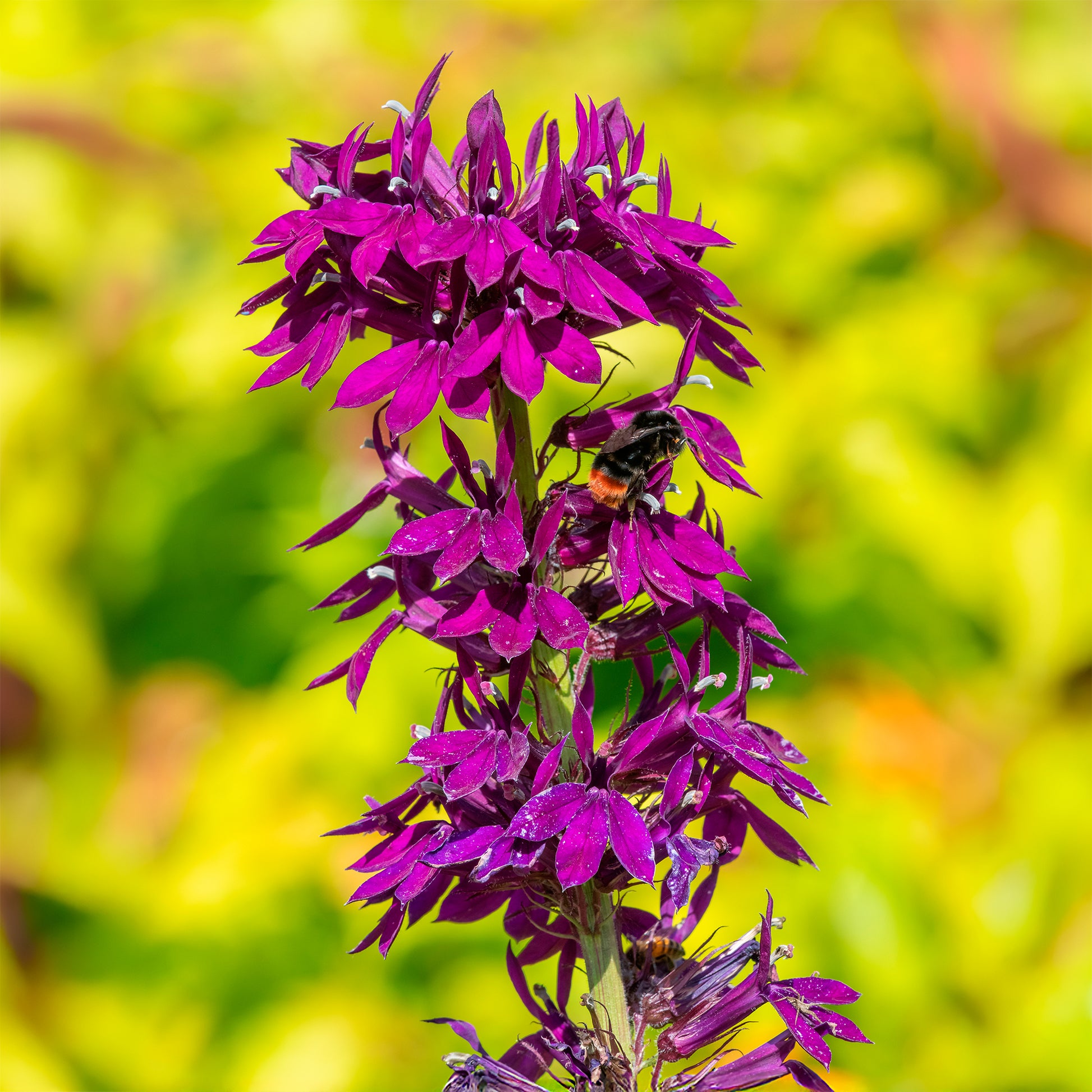 Lobelie Vedrariensis - Lobelia gerardii Vedrariensis - Bakker