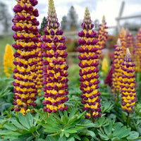 Lupinus Manhattan Lights® - Lupine Manhattan Lights - Lupine