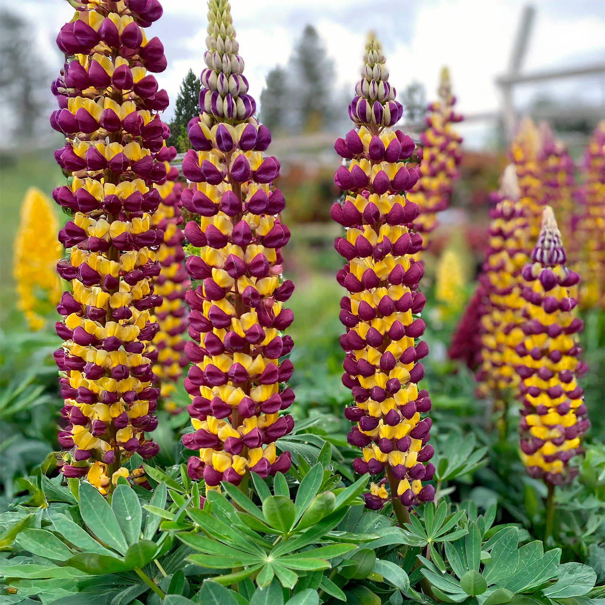 Lupinus Manhattan Lights® - Lupine Manhattan Lights - Lupine