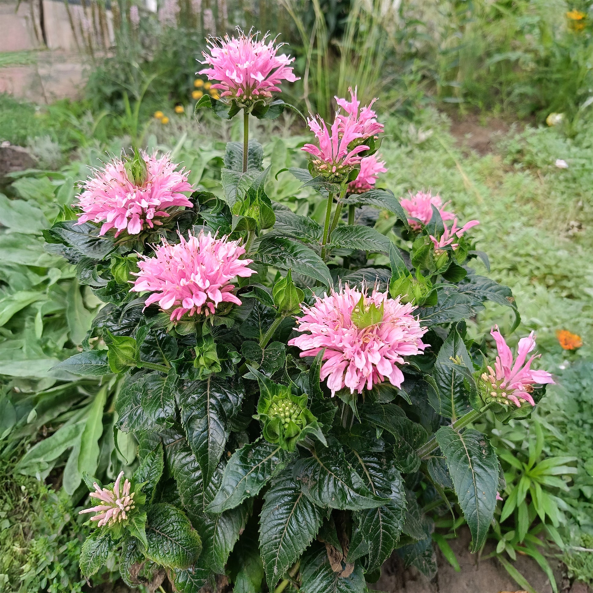 Indianernessel Sugar Buzz Pink Frosting - Bakker