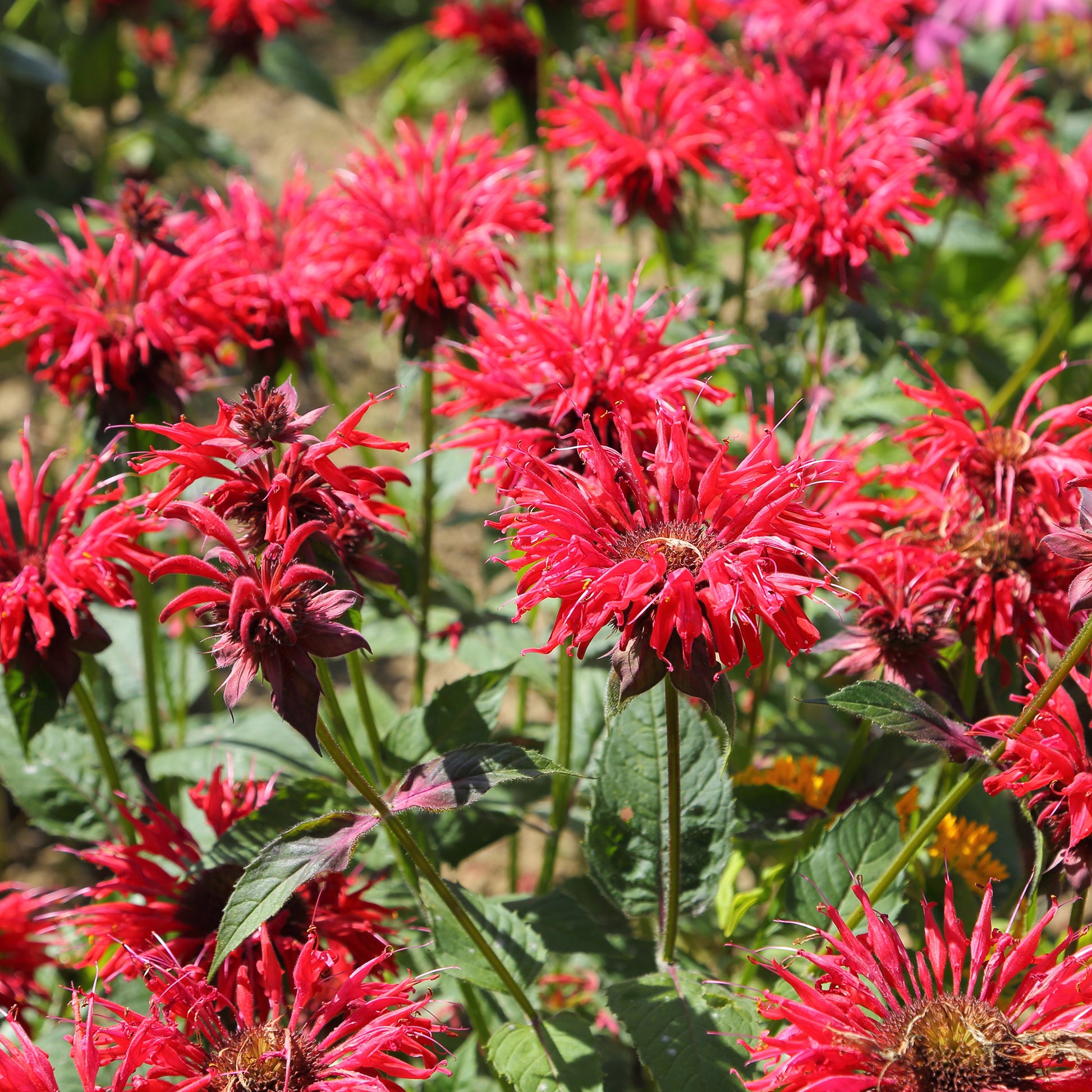 Scharlach-Indianernessel - Monarda didyma - Bakker