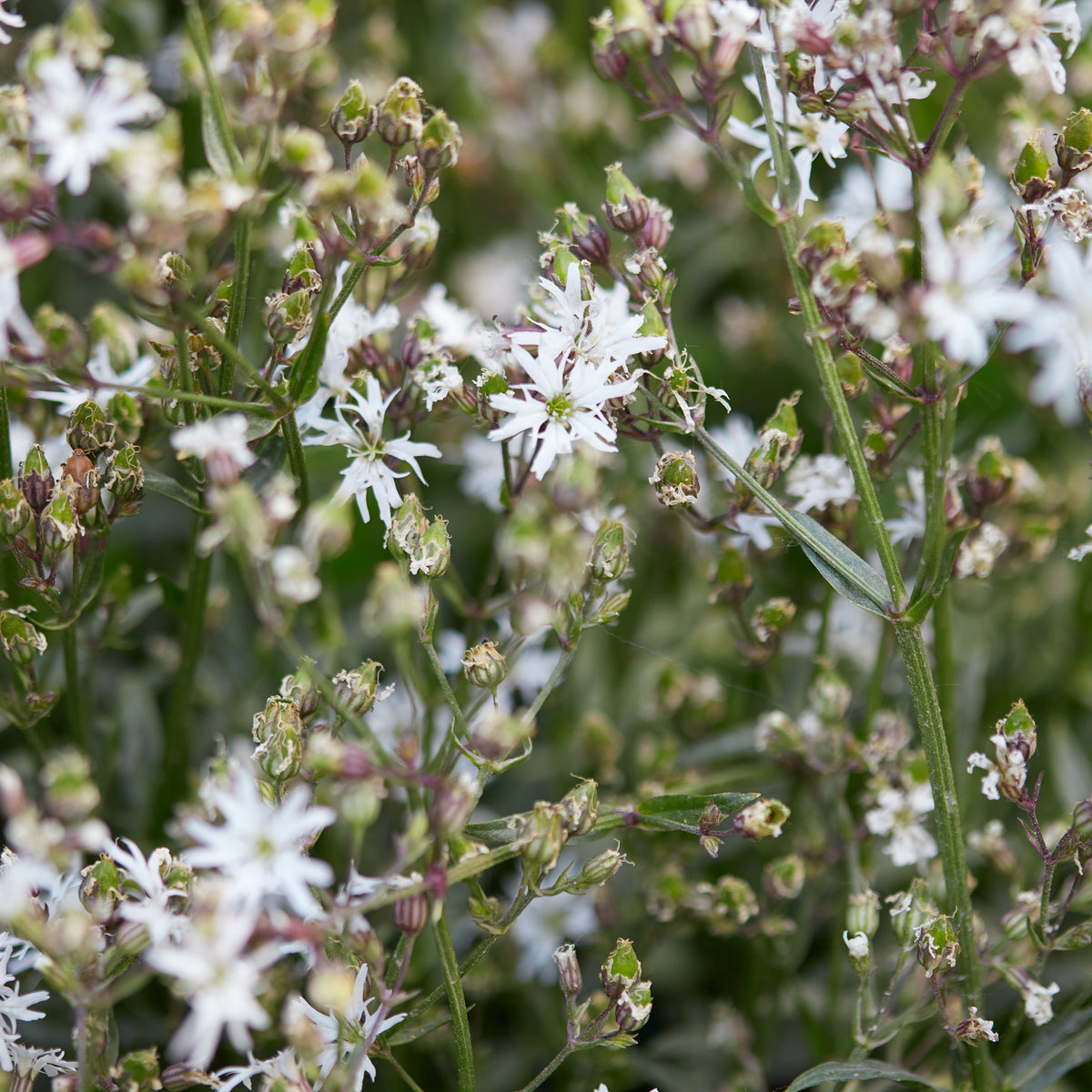 Lychnis flos-cuculi White Robin - Kuckucks-Lichtnelke White Robin - Blühende Stauden