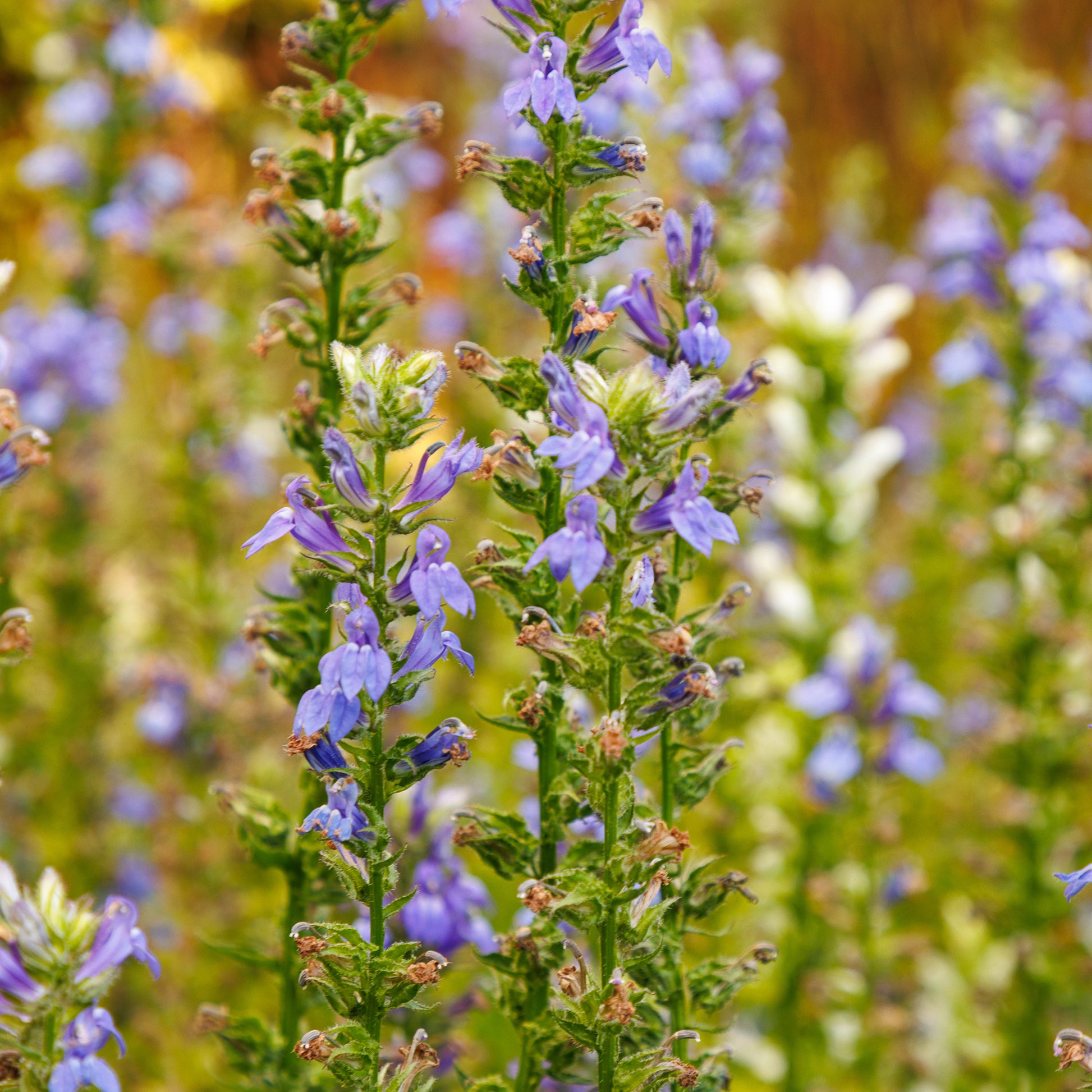 Blaue Kardinals-Lobelie - Lobelia siphilitica - Bakker