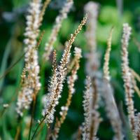 Kerzenknöterich Alba - Bakker