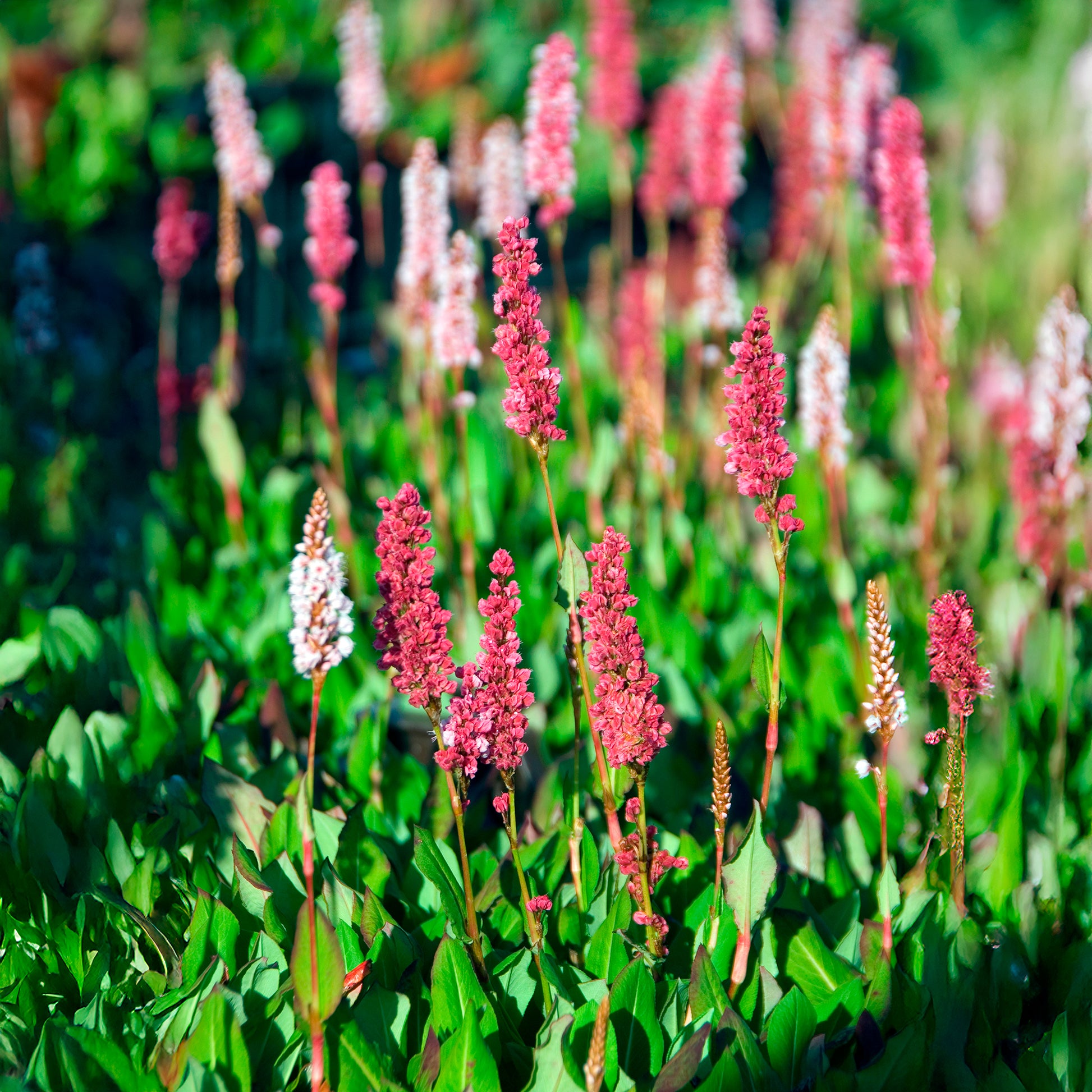Schneckenknöterich Kabouter - Persicaria affinis Kabouter - Bakker