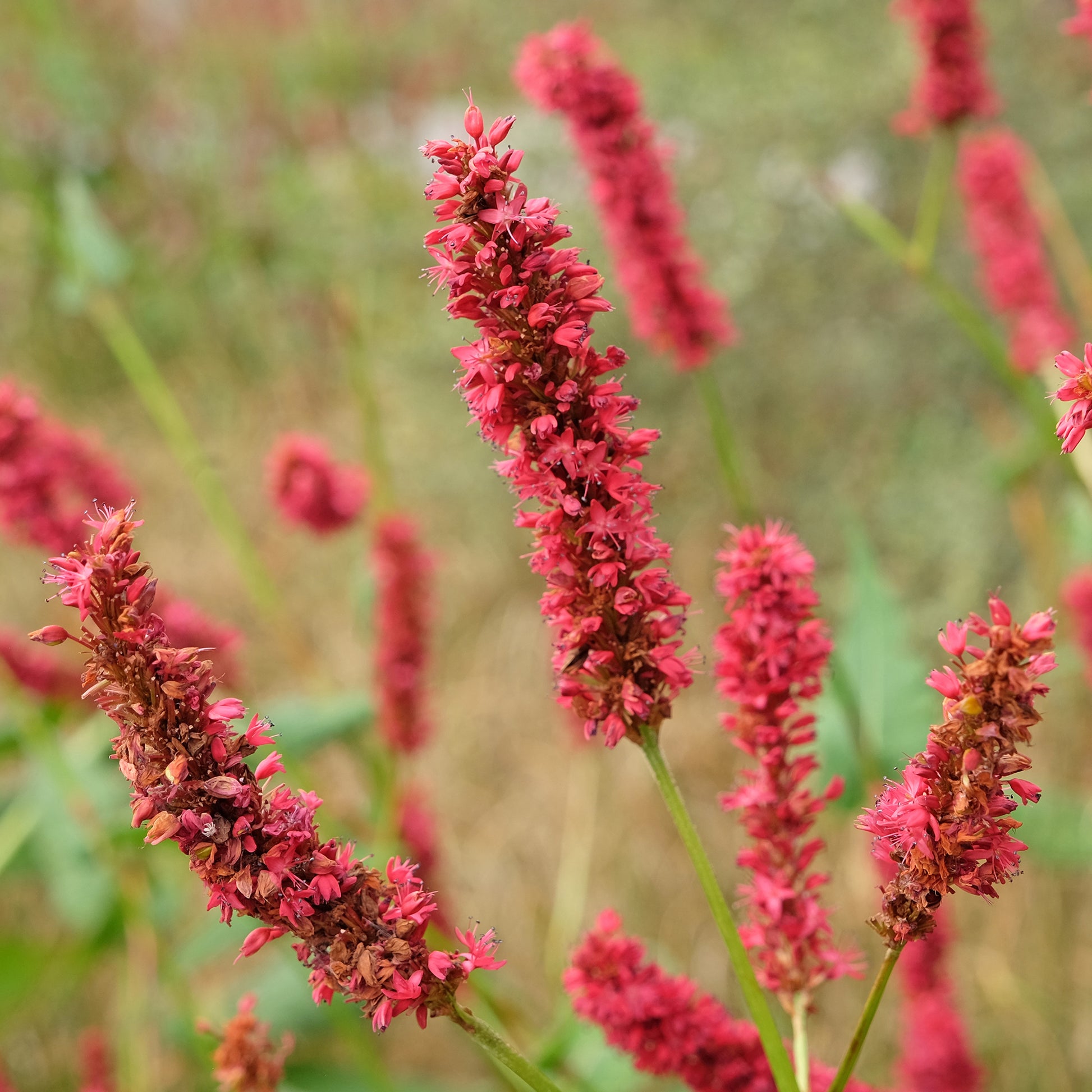 Persicaria - Knöterich - Kerzenknöterich Fat Domino - Persicaria amplexicaulis Fat Domino