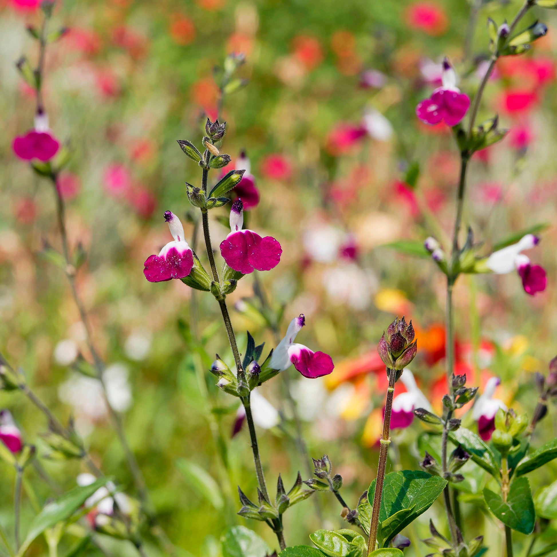 Salbei - Strauchiger Salbei Amethyst Lips - Salvia greggii Amethyst Lips