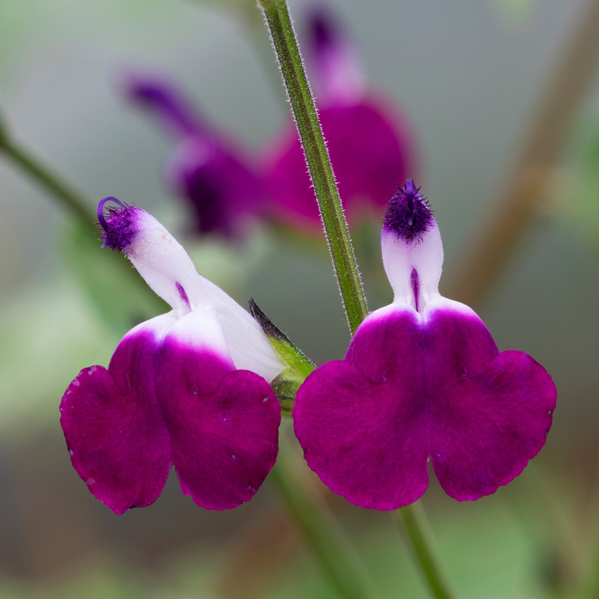 Salvia greggii Amethyst Lips - Strauchiger Salbei Amethyst Lips - Salbei