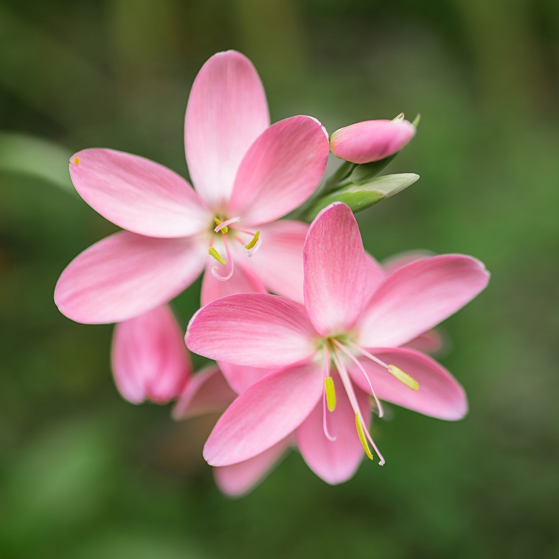 Schizostylis coccinea Pink Butterflies - Spaltgriffel Pink Butterflies - Blühende Stauden