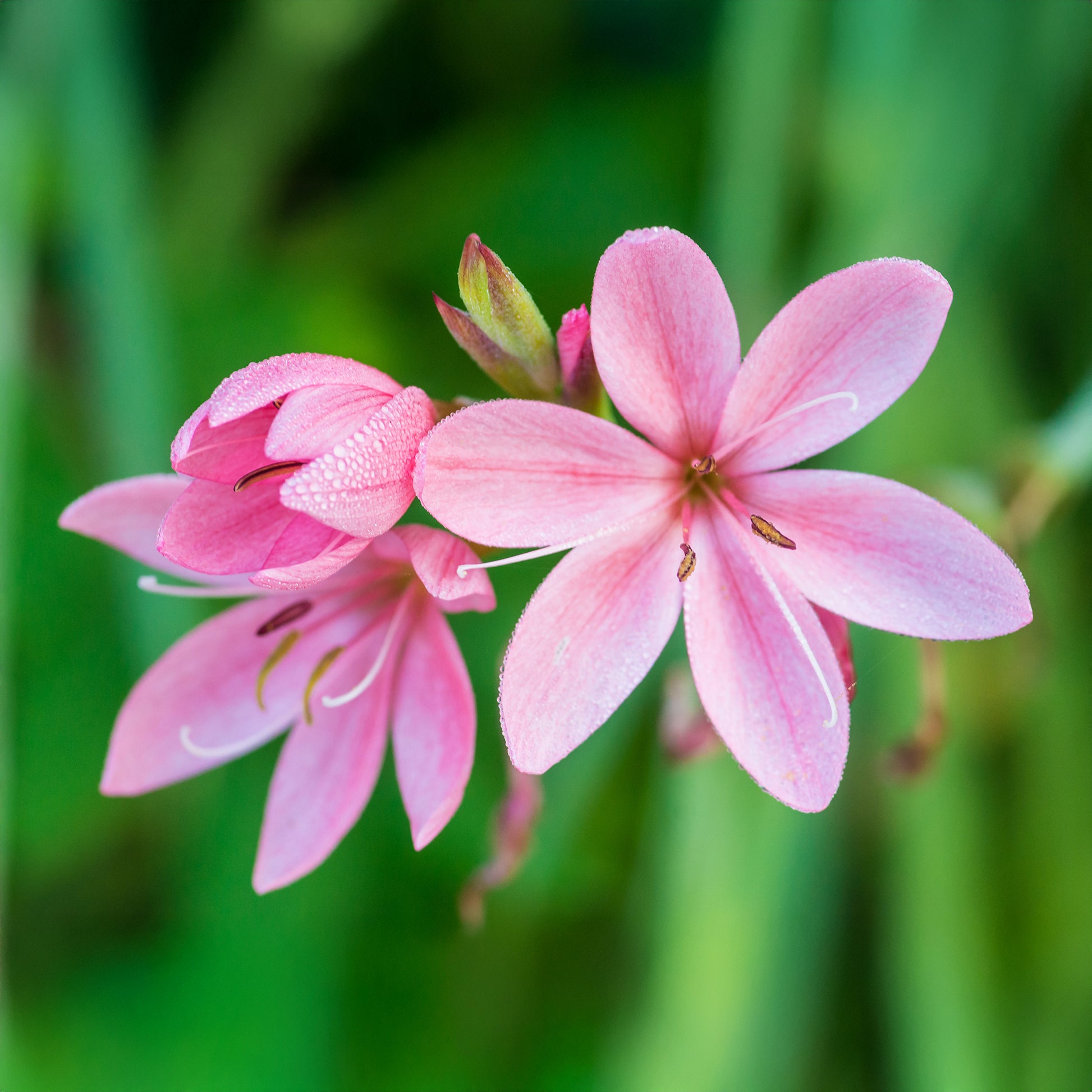 Spaltgriffel Pink Butterflies - Schizostylis coccinea Pink Butterflies - Bakker