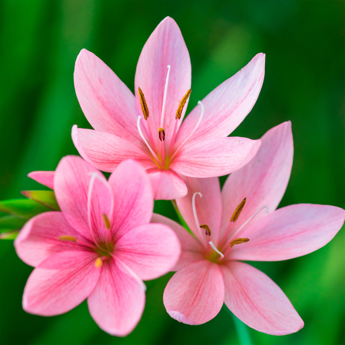 Spaltgriffel Pink Butterflies - Bakker
