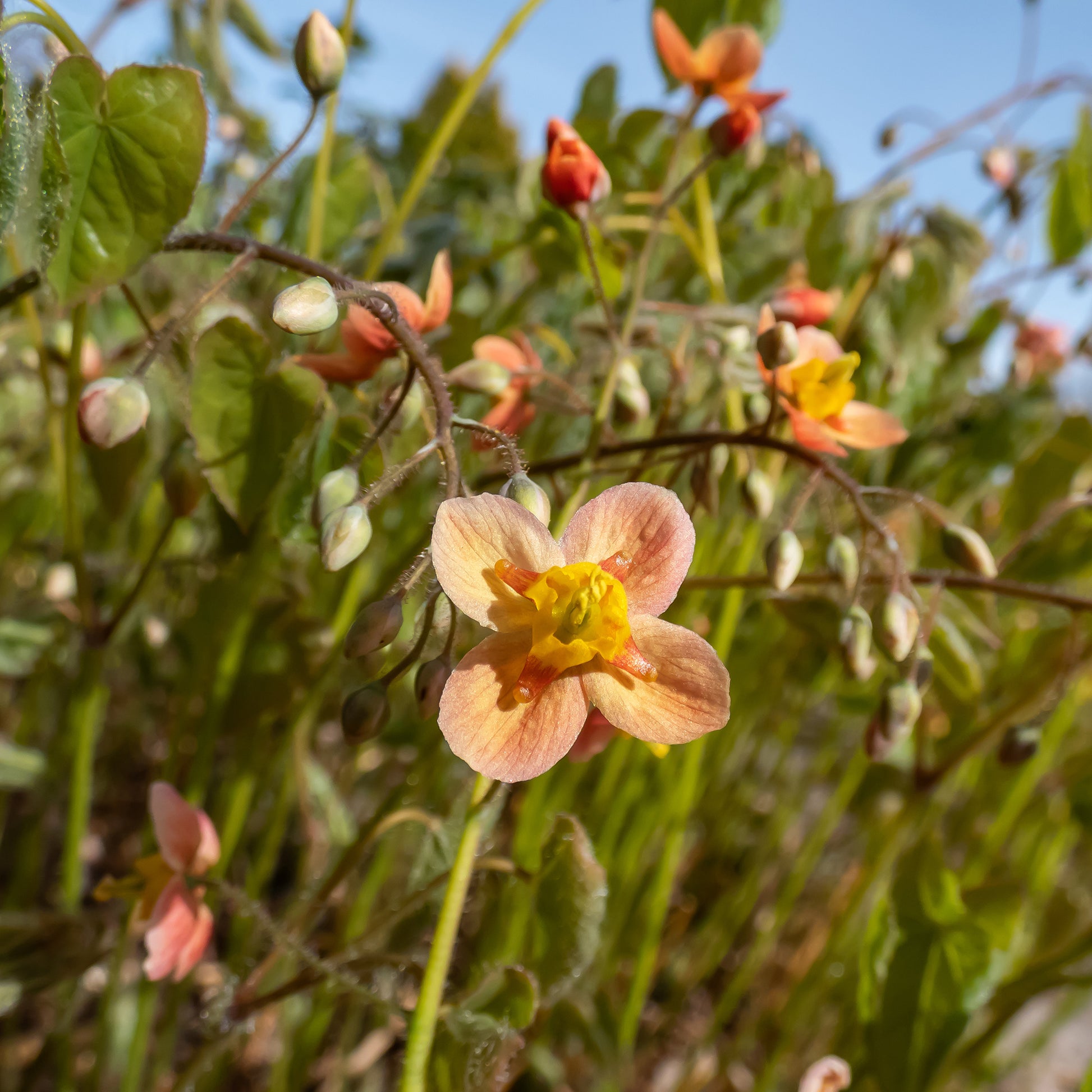 Warley-Elfenblume - Epimedium warleyense - Bakker