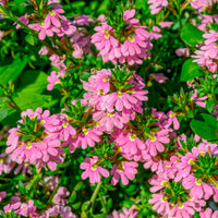 Scaevola aemula Baby Pink Touch - Scaevola aemula Baby Pink Touch - Bakker