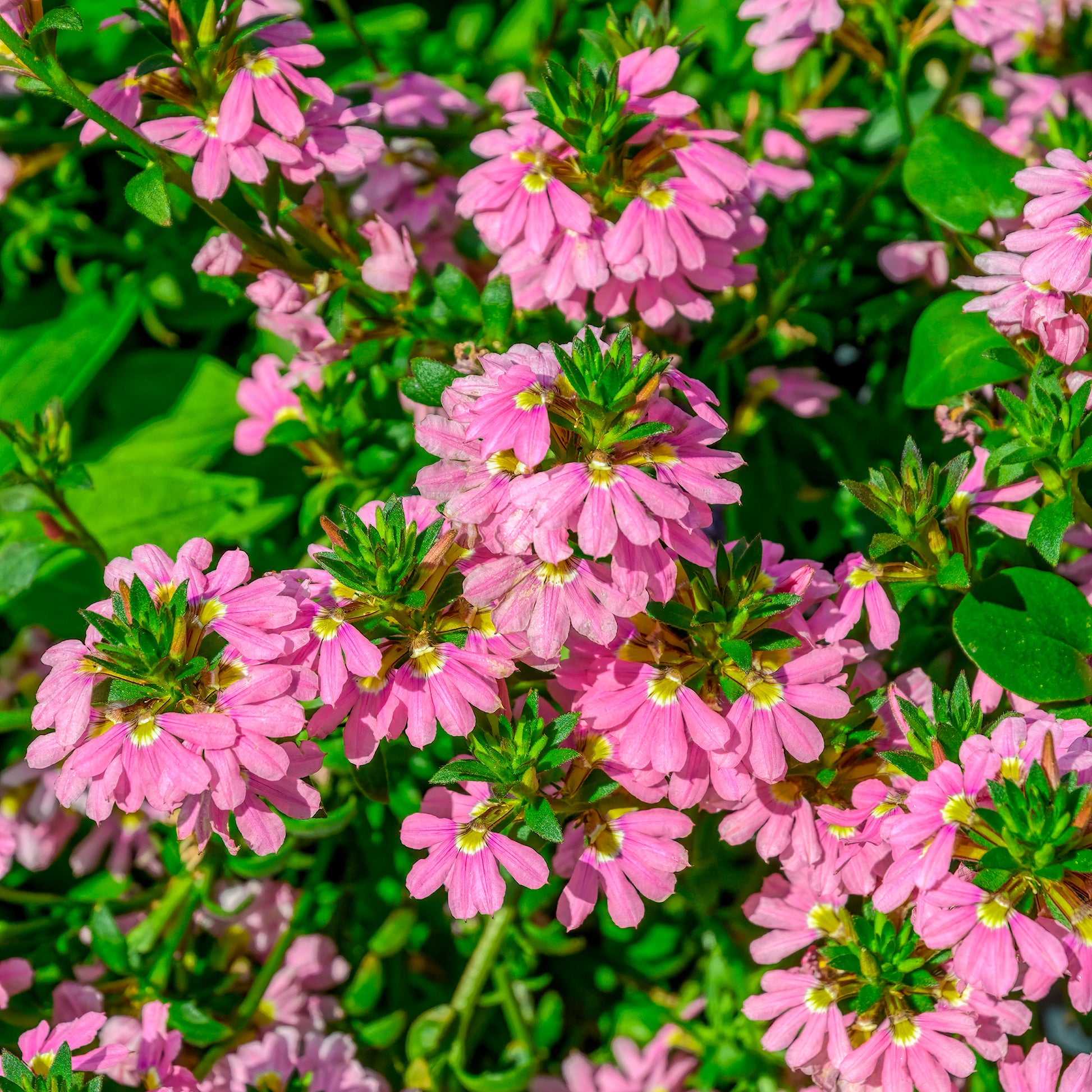 Scaevola aemula Baby Pink Touch - Scaevola aemula Baby Pink Touch - Bakker