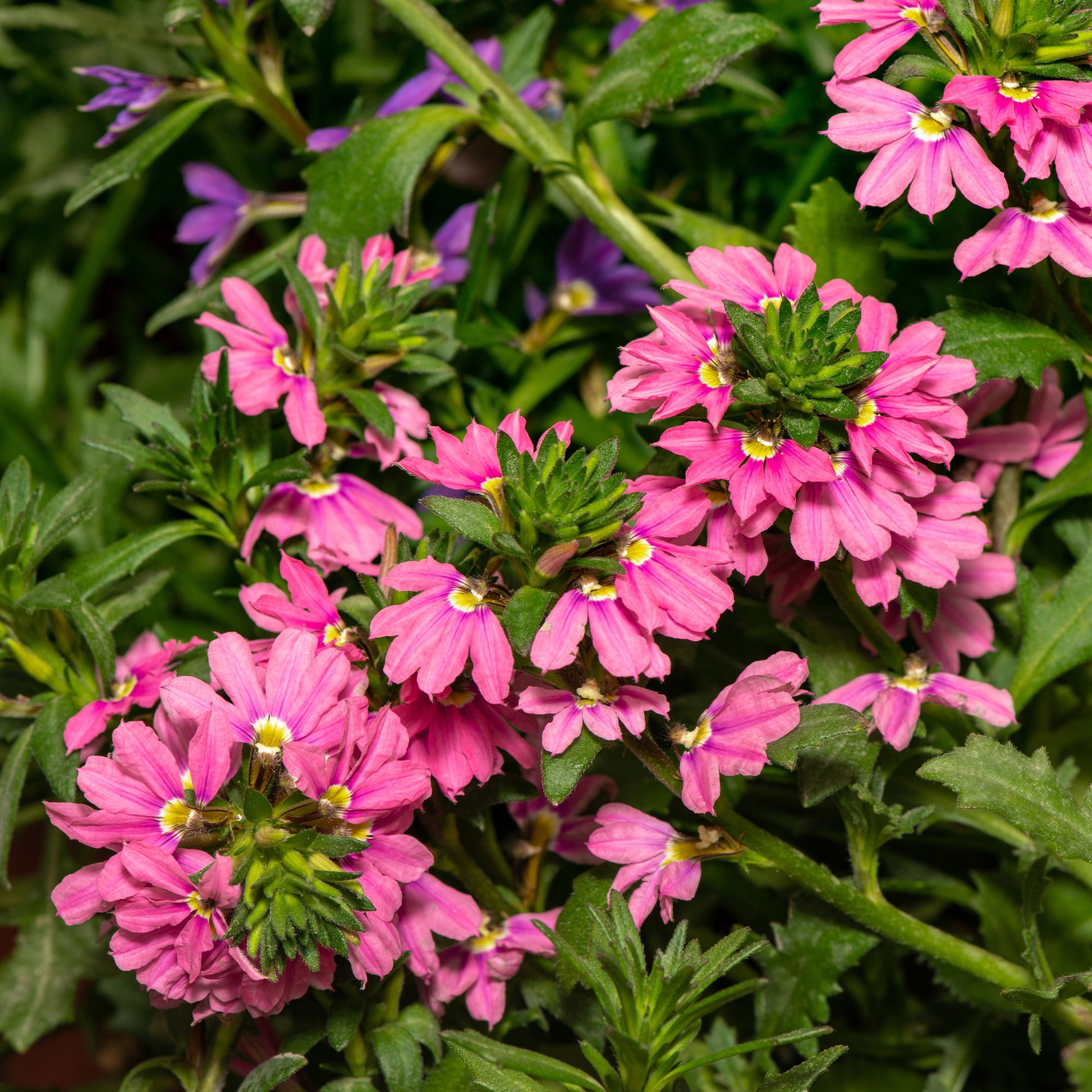 Scaevola aemula Baby Pink Touch - Bakker