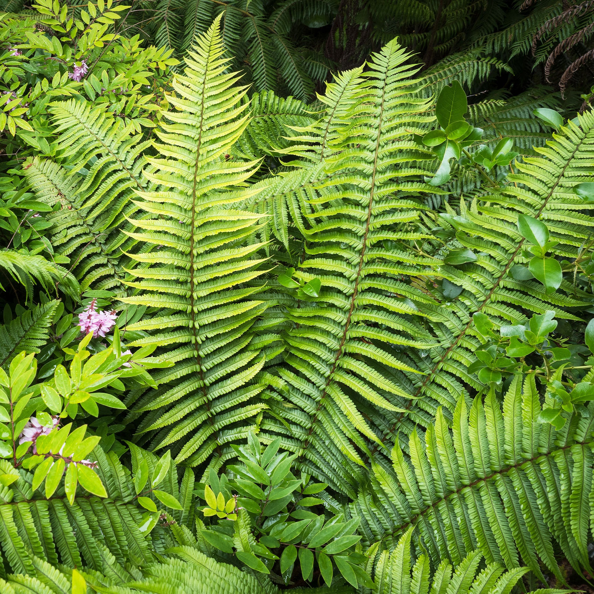 Dryopteris wallichiana - Nepal-Schwarzschuppenfarn - Farne