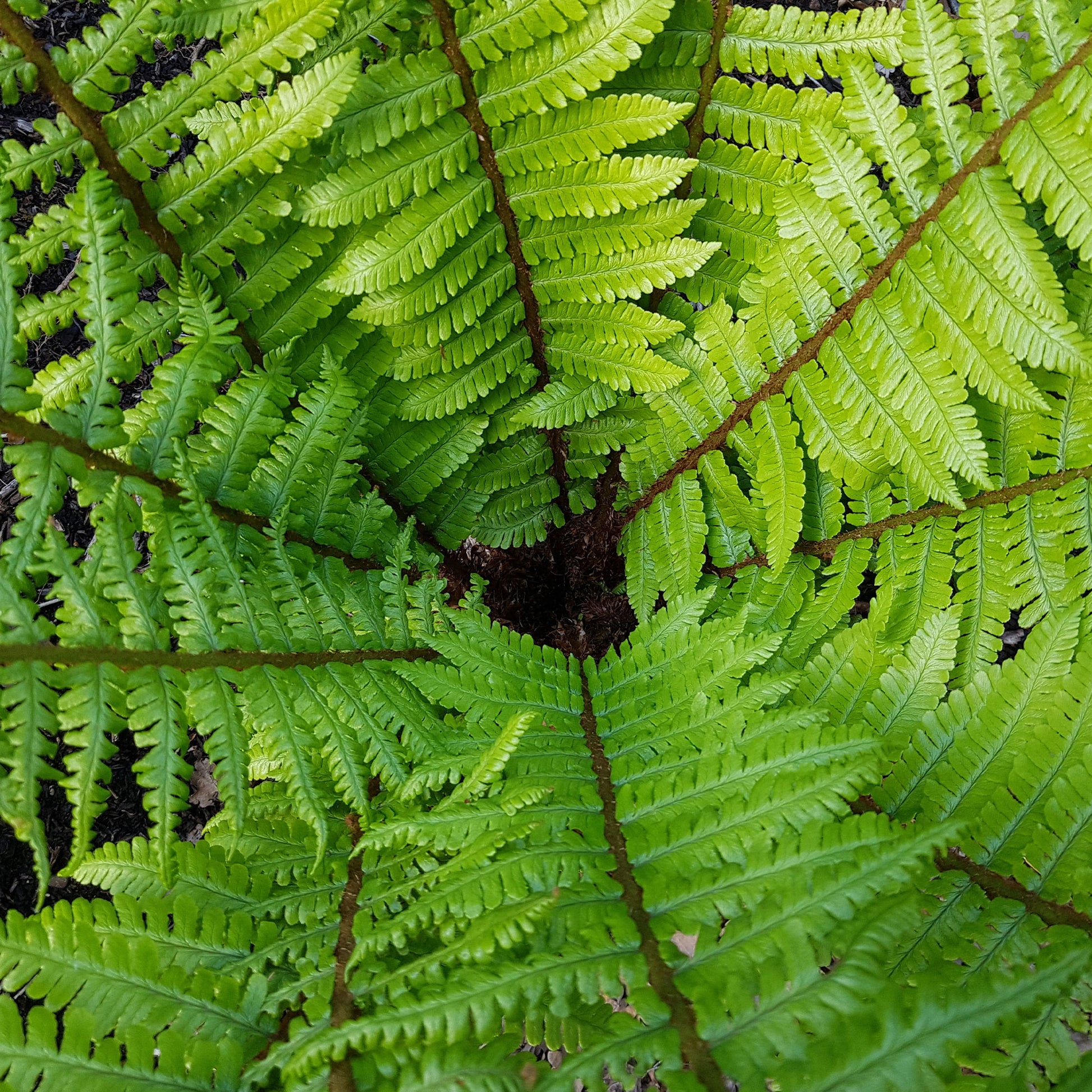 Nepal-Schwarzschuppenfarn - Dryopteris wallichiana - Bakker