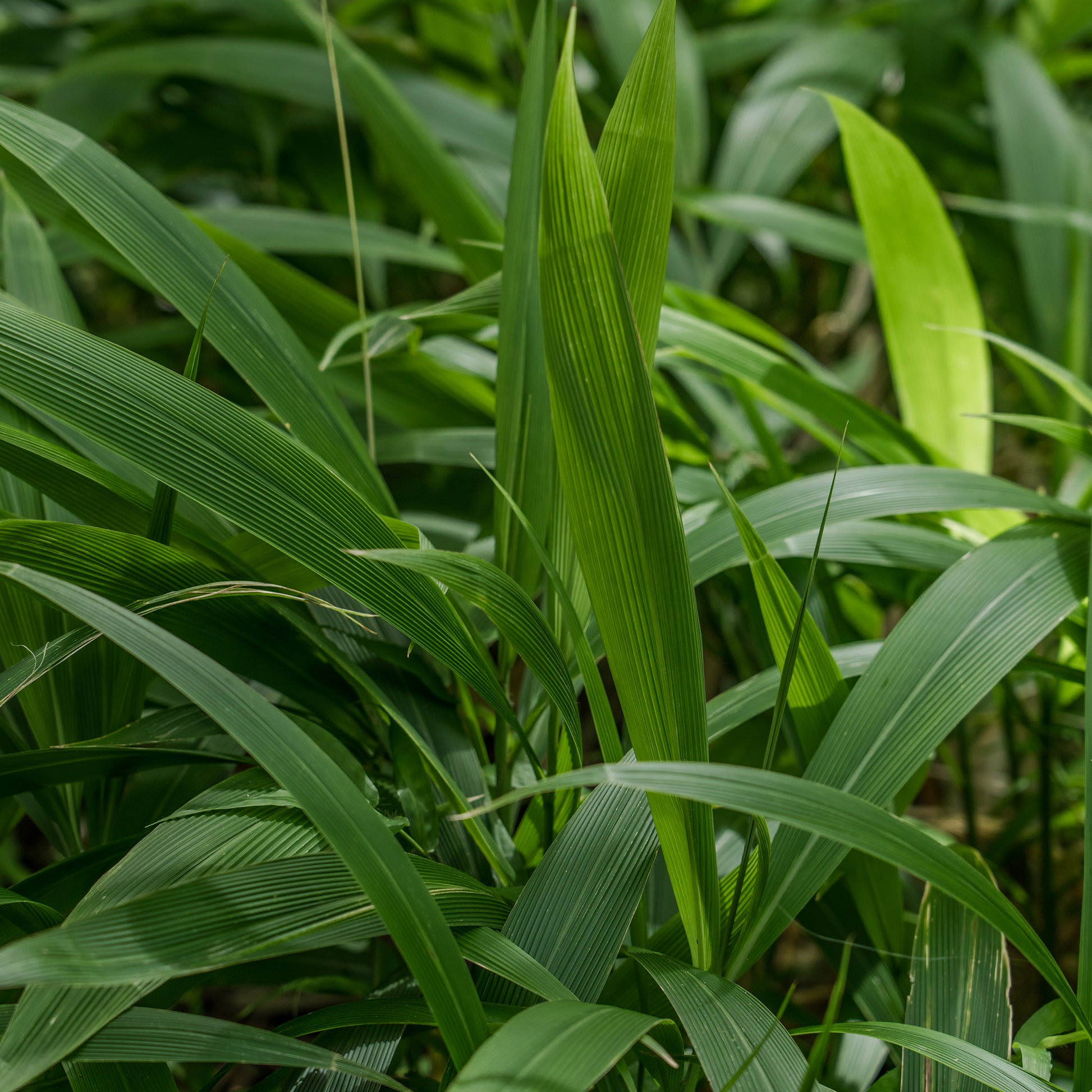 Setaria palmifolia - Palmen-Gras - Gräser