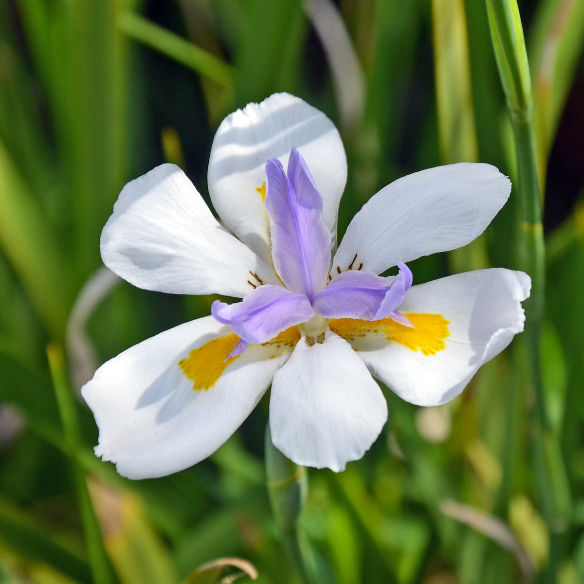 Dietes grandiflora - Dietes grandiflora - Blühende Stauden