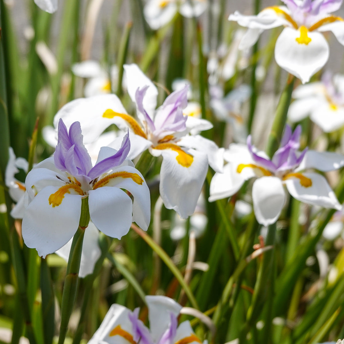 Dietes grandiflora - Bakker