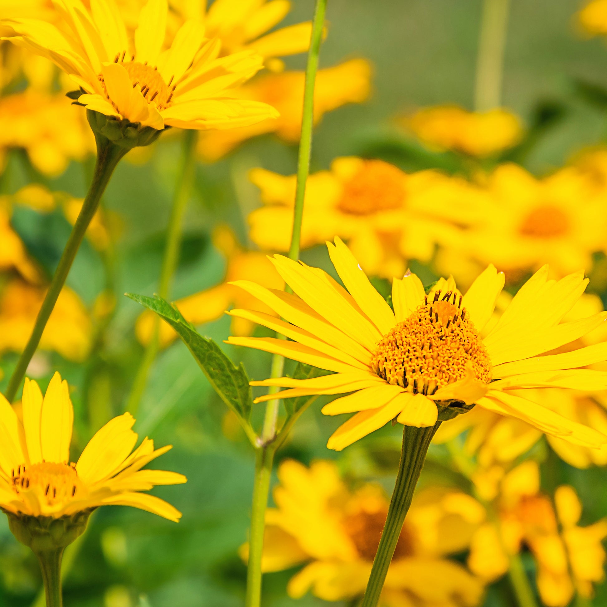Arnica montana - Echte Arnika - Wildstauden  