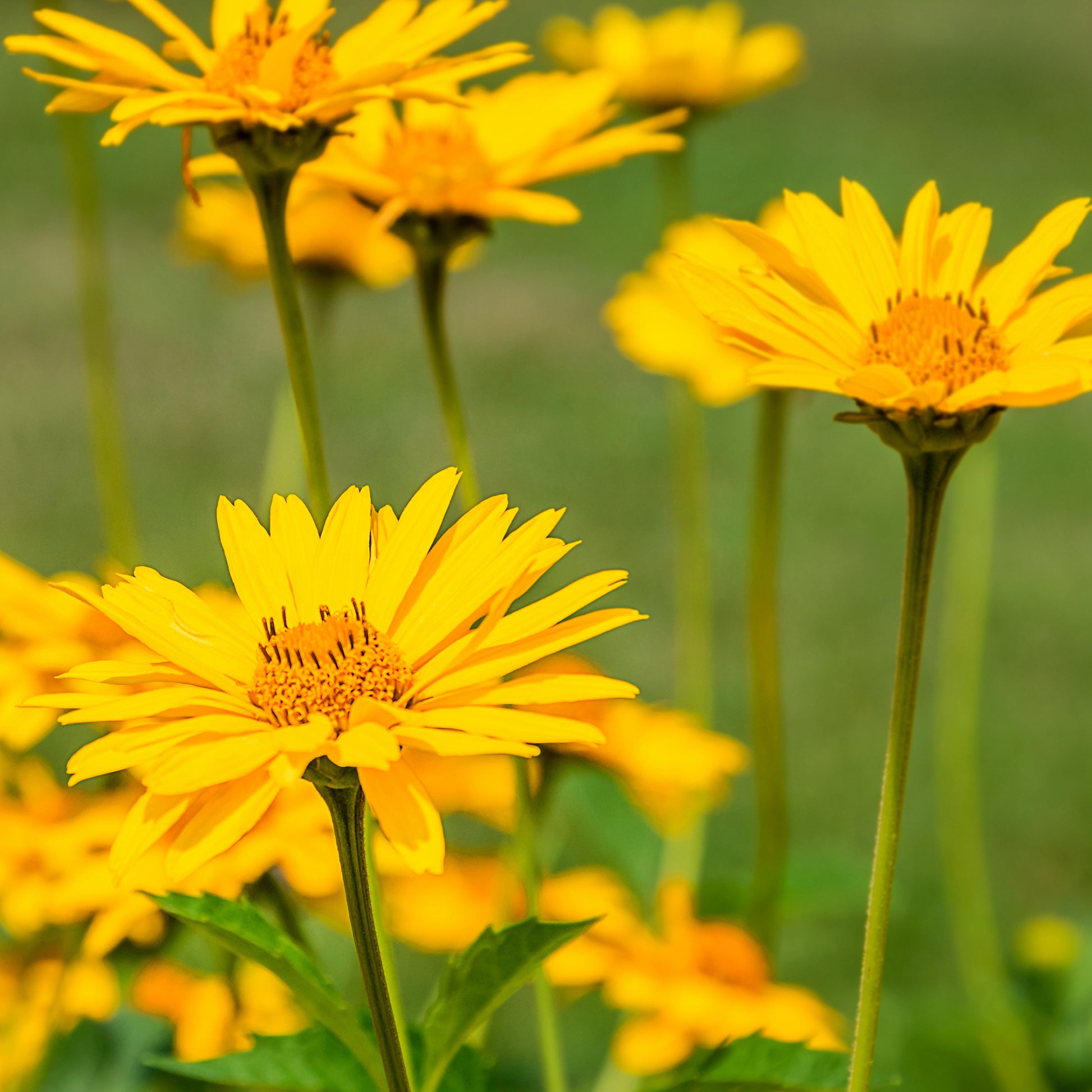 Echte Arnika - Arnica montana - Bakker