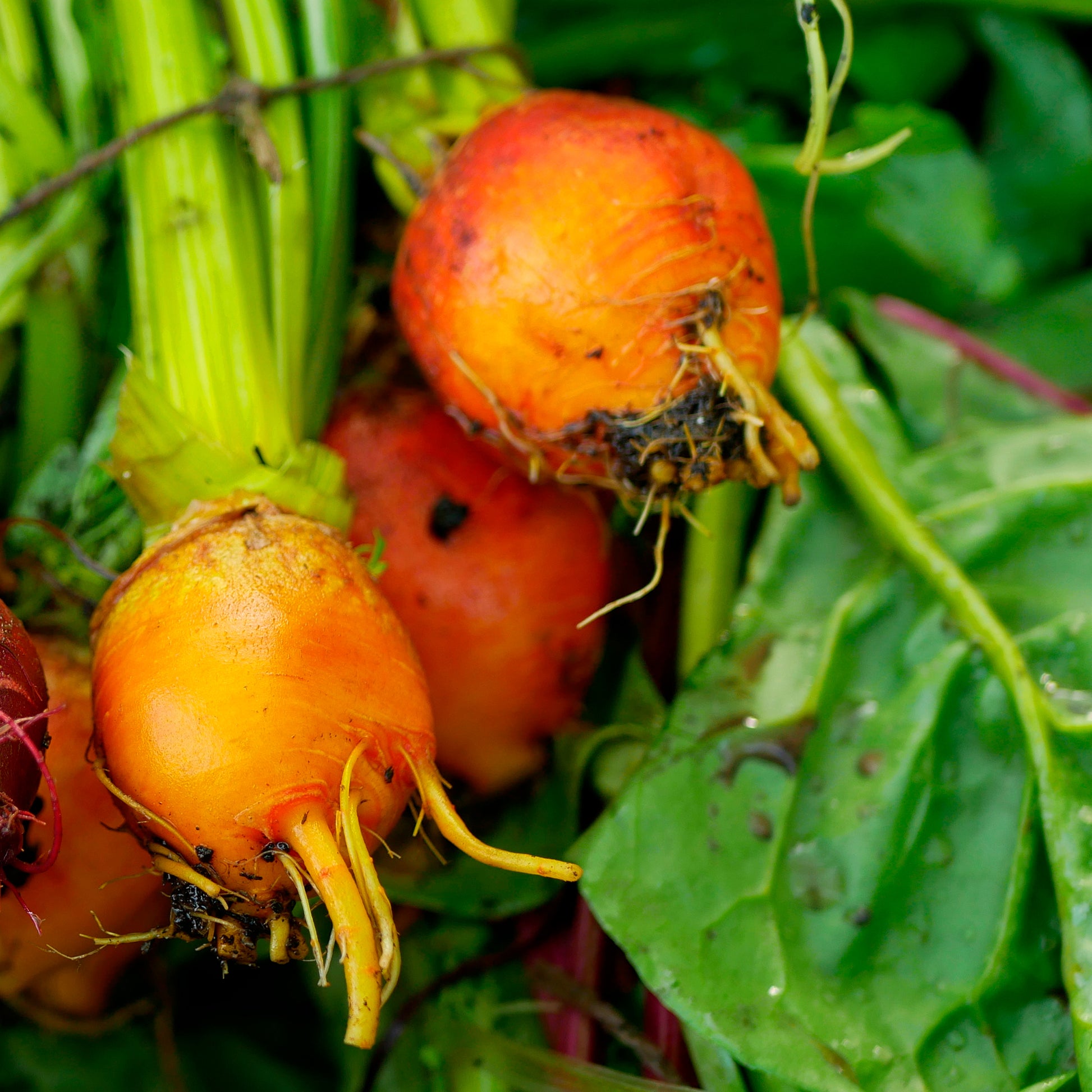 Gelbe Bete Burpees Golden - Beta vulgaris Burpees Golden - Bakker