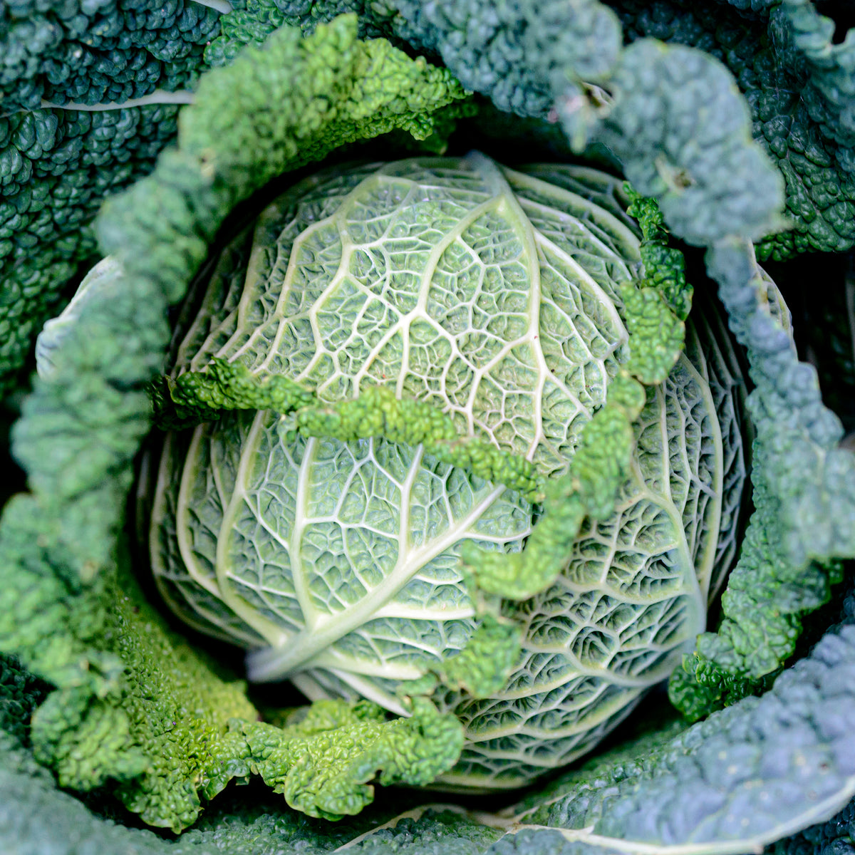 Brassica oleracea sabauda Manon F1 - Wirsing Milan F1 - Gemüsepflanzen