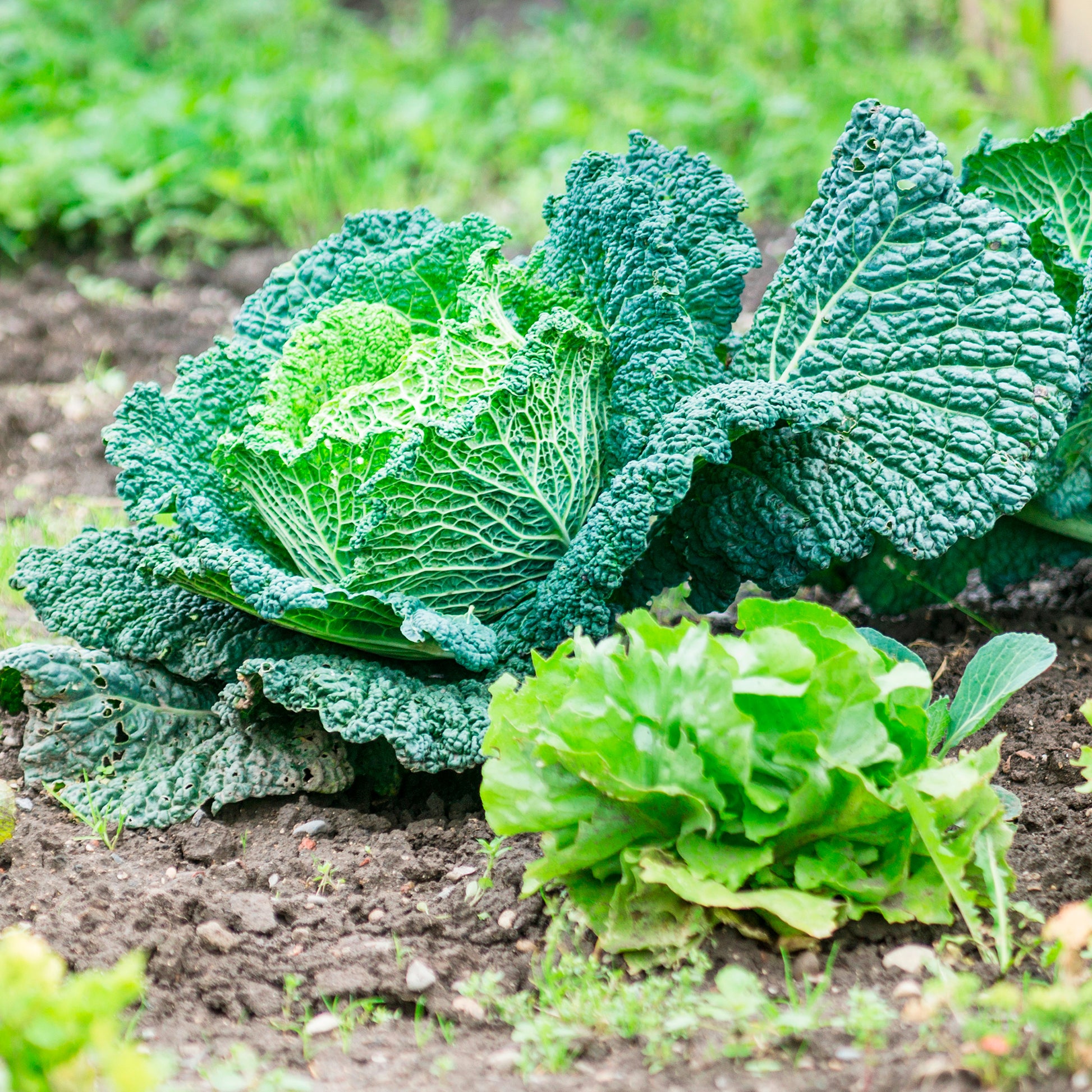 Wirsing Milan F1 - Brassica oleracea sabauda Manon F1 - Bakker
