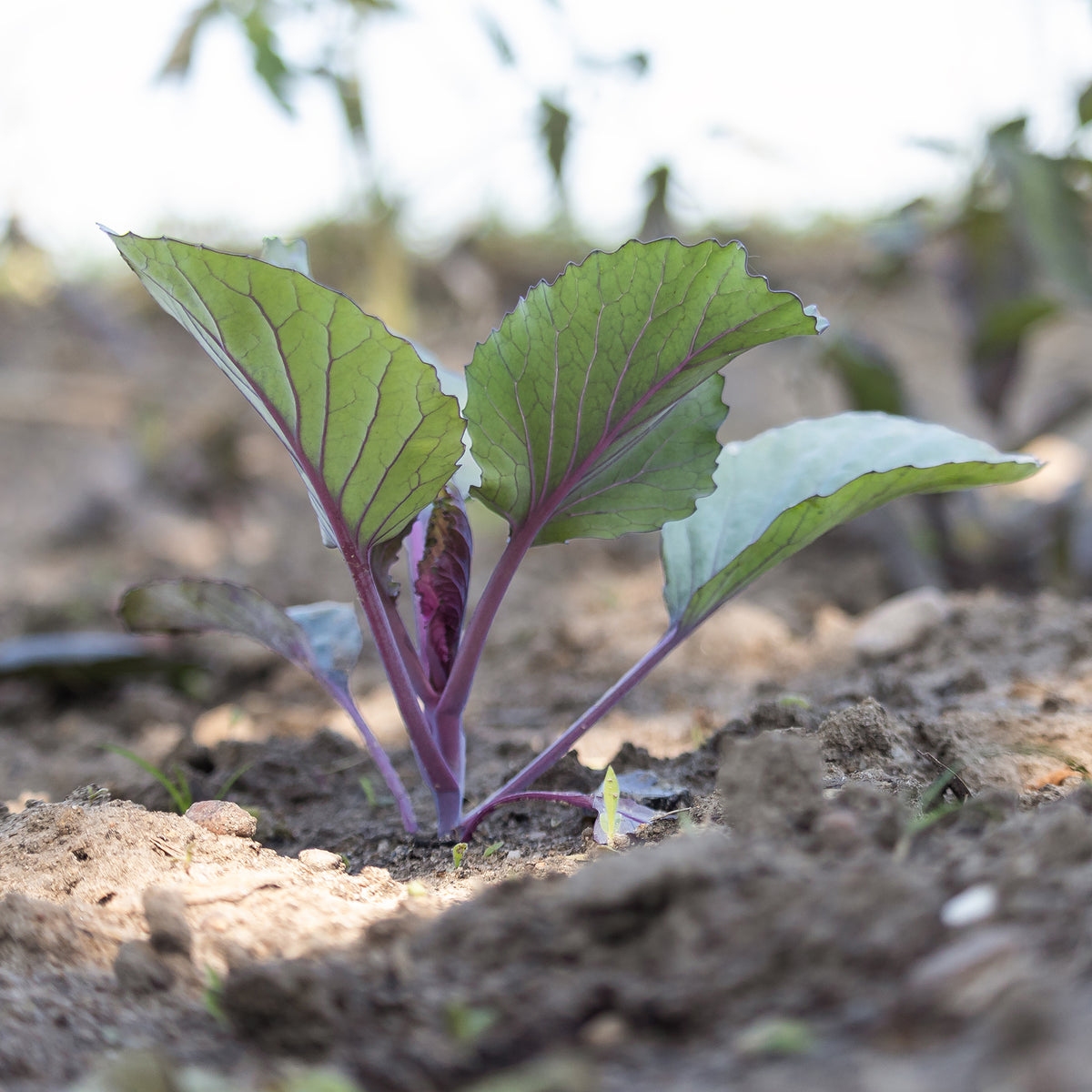 Brassica oleracea capitata Fuego F1 - Rotkohl Fuego F1 - Gemüsepflanzen