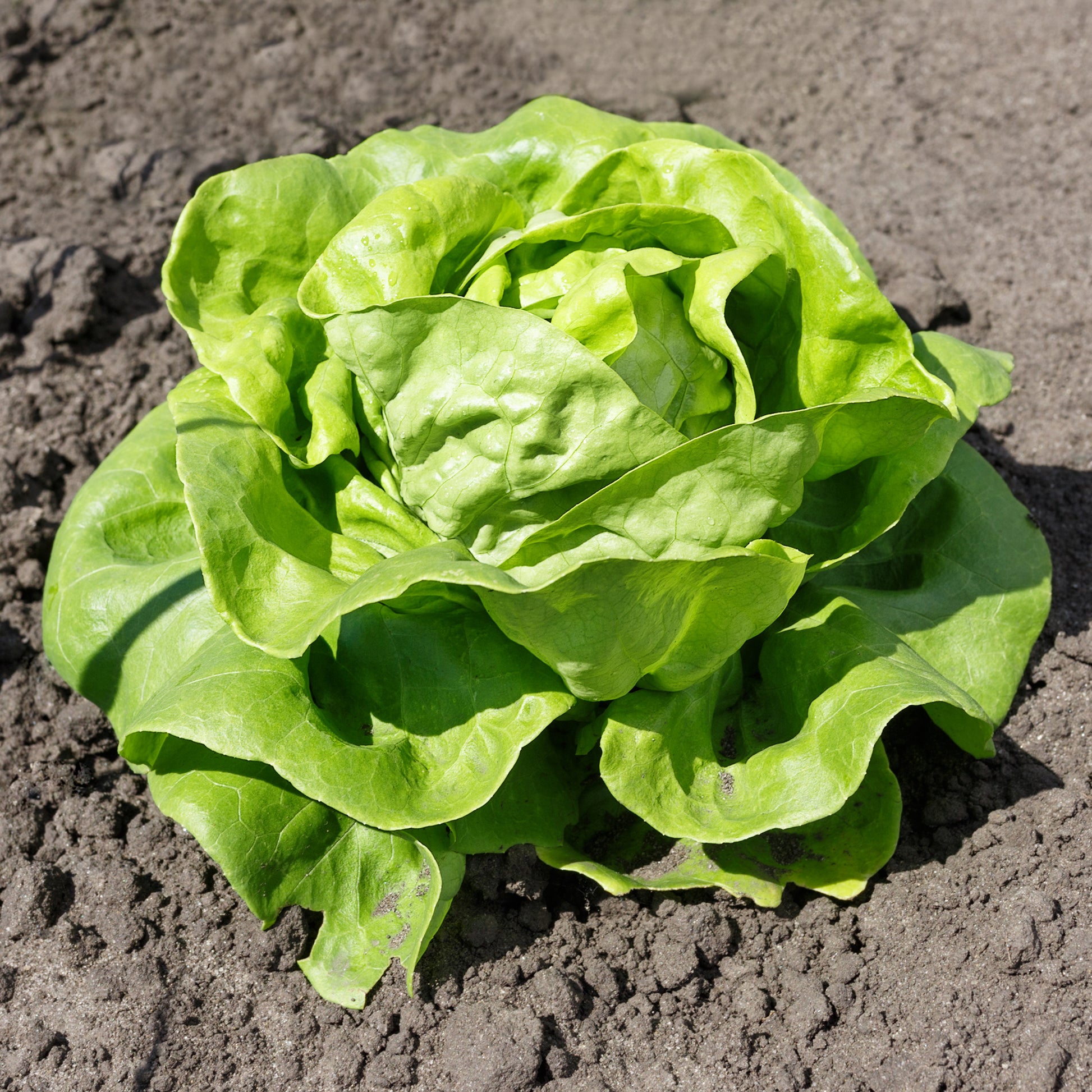 Gartensalat Pommé Justine - Bakker