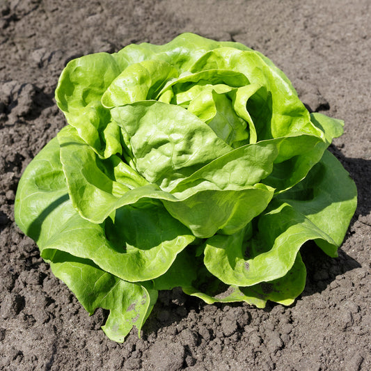 Gartensalat Pommé Justine - Bakker