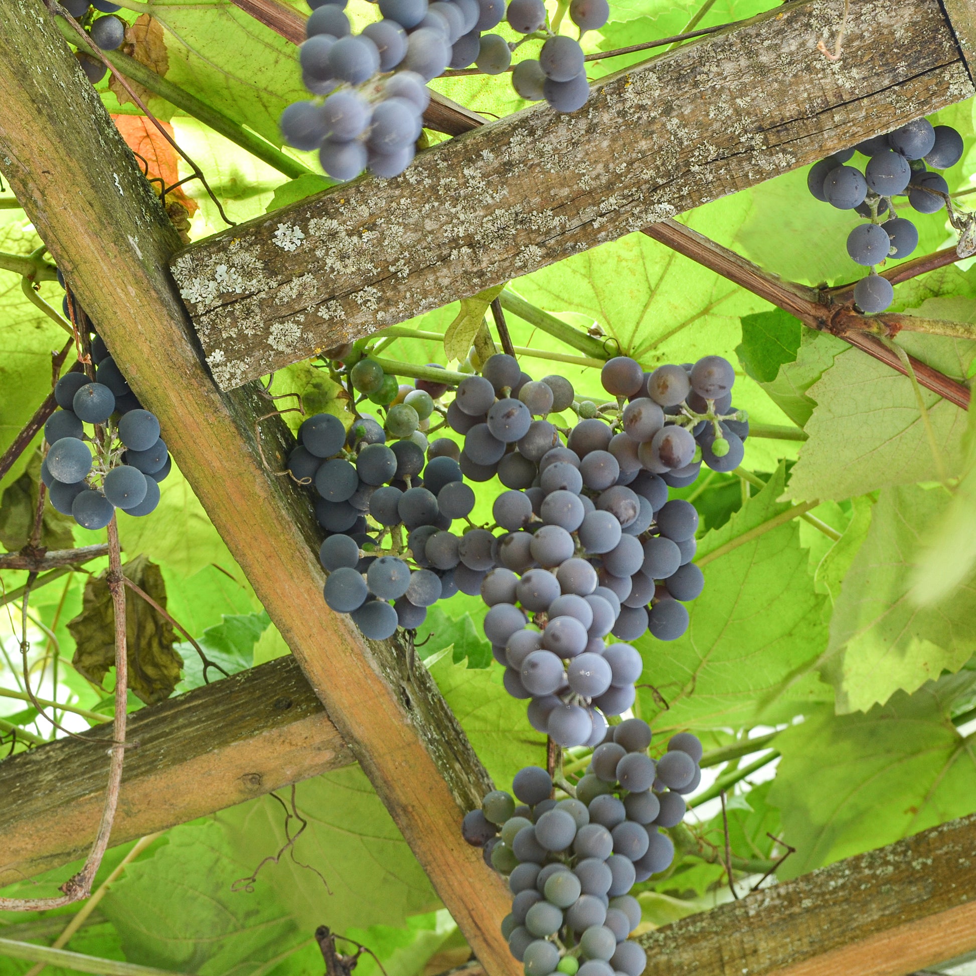 Erdbeertraube Isabella - Vitis vinifera Isabella - Bakker