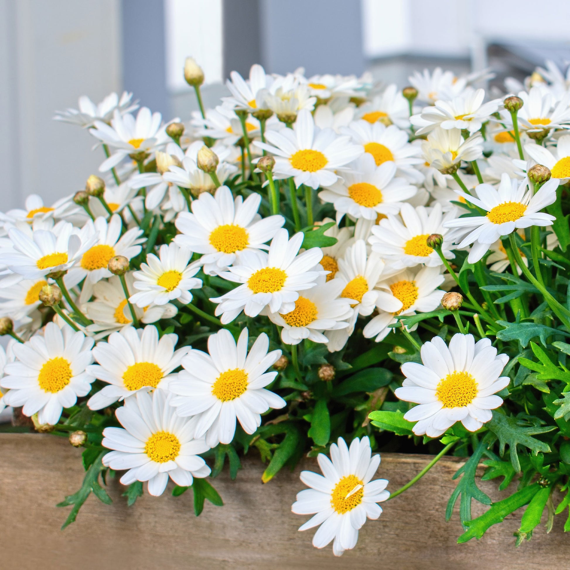 Blumen für Terrasse und Balkon - Strauchmargerite - Argyranthemum frutescens