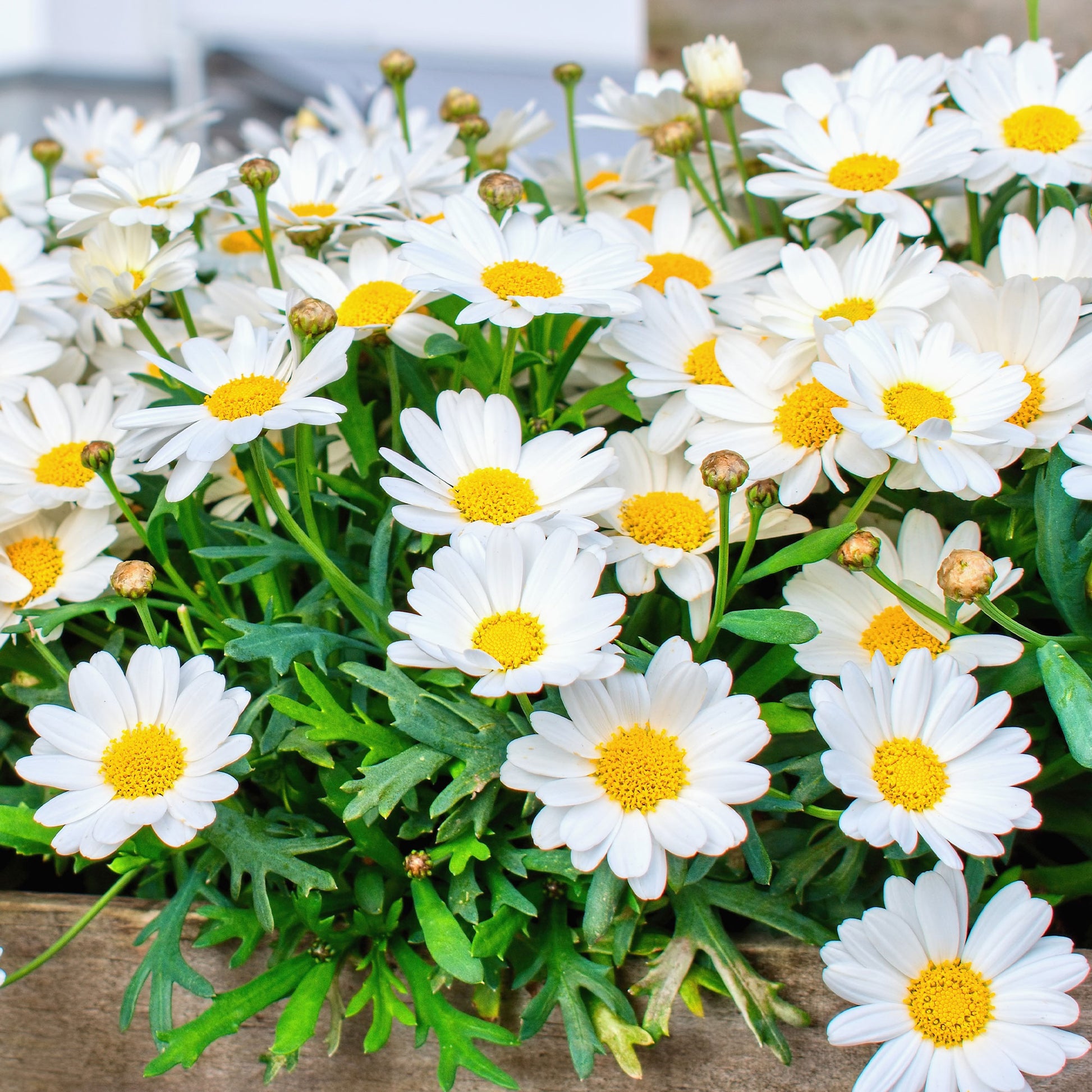 Argyranthemum frutescens - Strauchmargerite - Blumen für Terrasse und Balkon