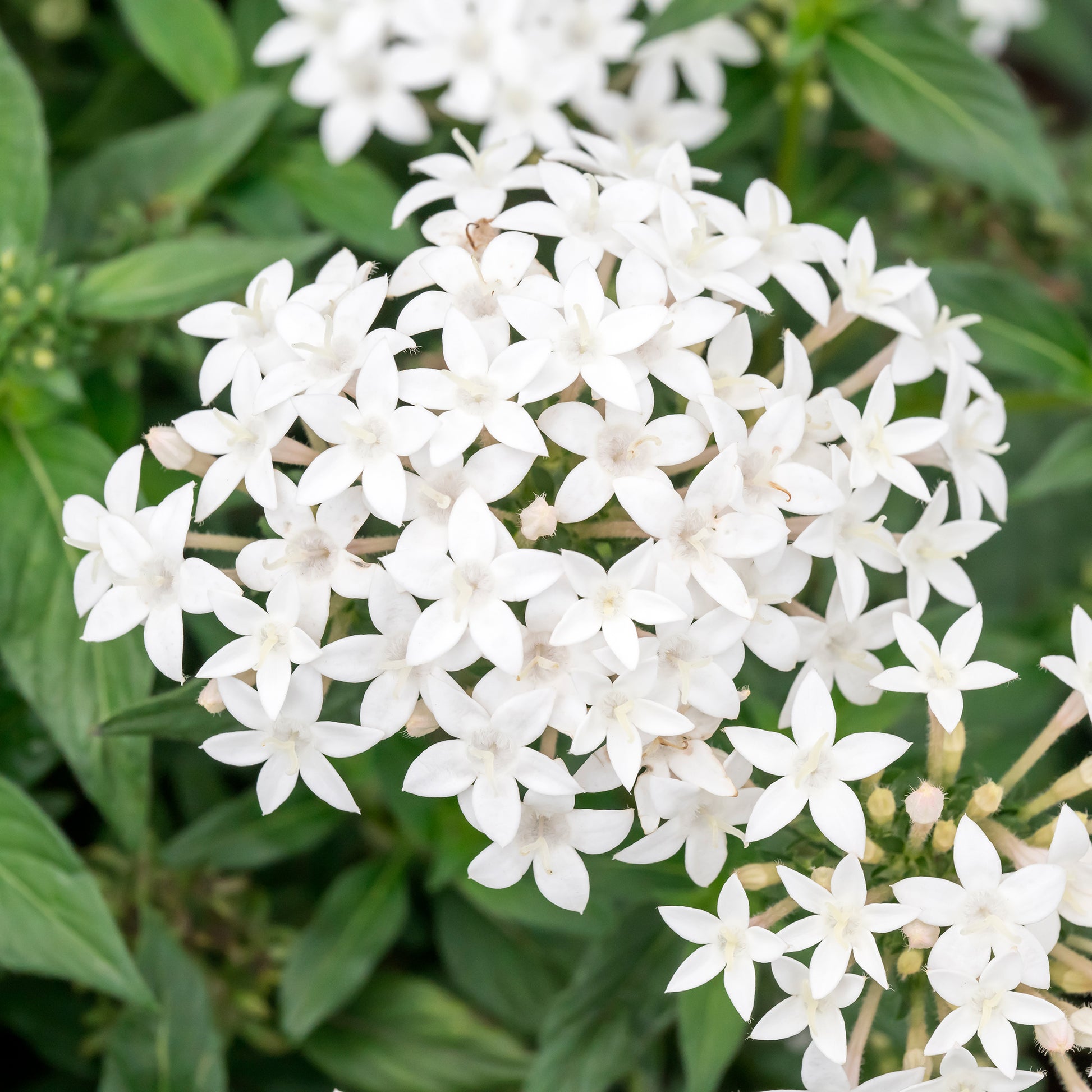 Pentas lanceolata - Weiße Fünfzahlstrauch - Blumen für Terrasse und Balkon