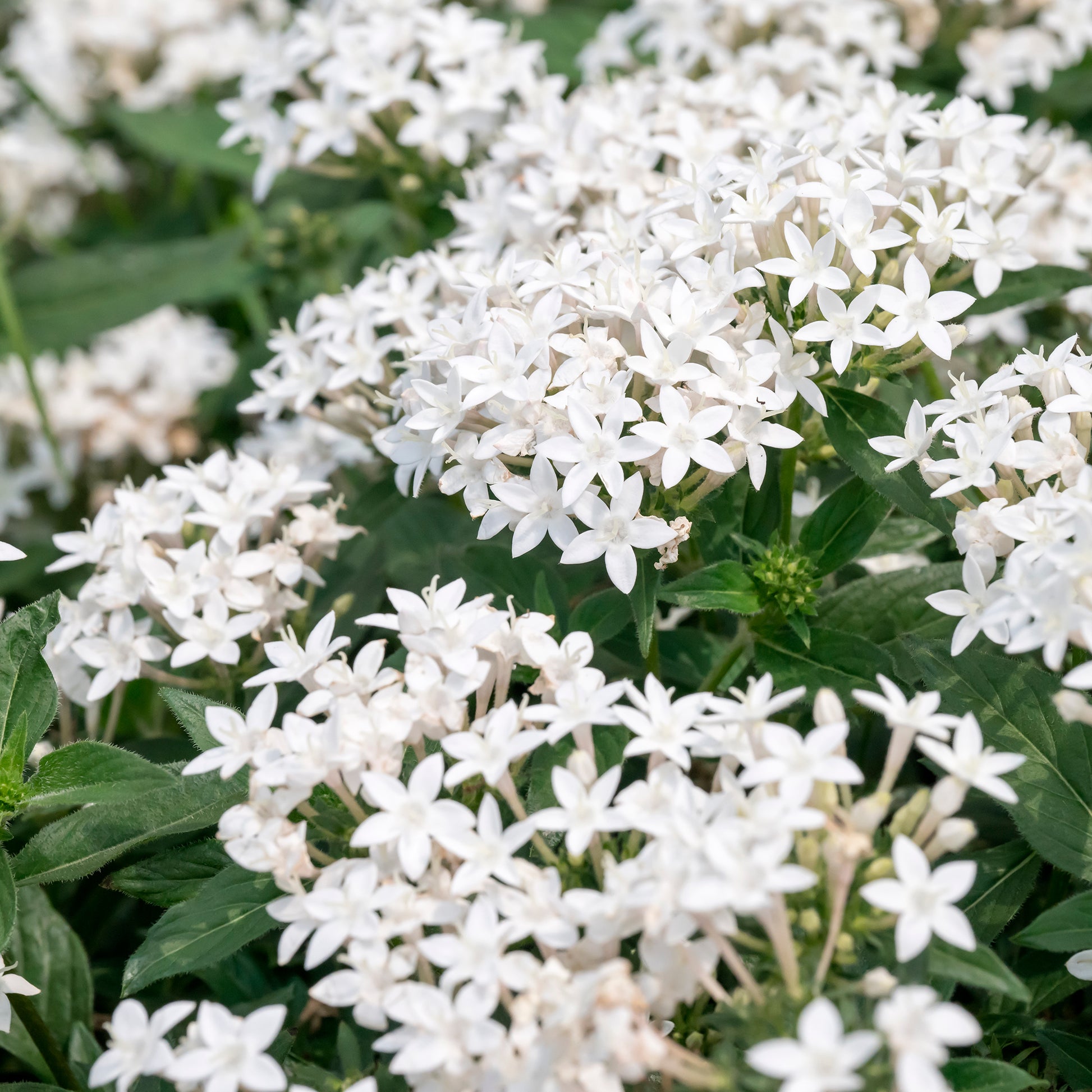 Weiße Fünfzahlstrauch - Pentas lanceolata - Bakker