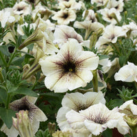 Garten-Petunie - Bakker