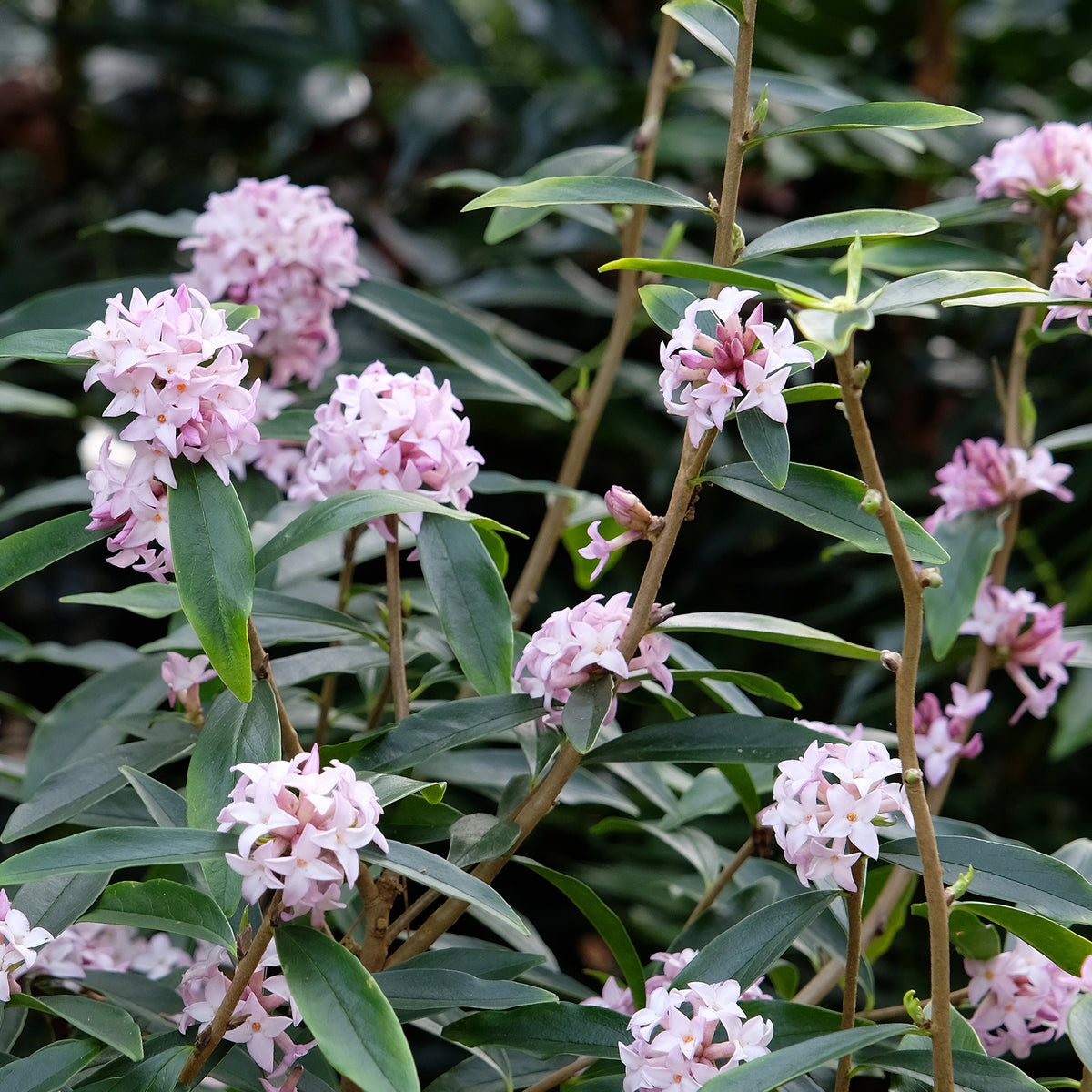 Seidelbast Spring Beauty - Bakker