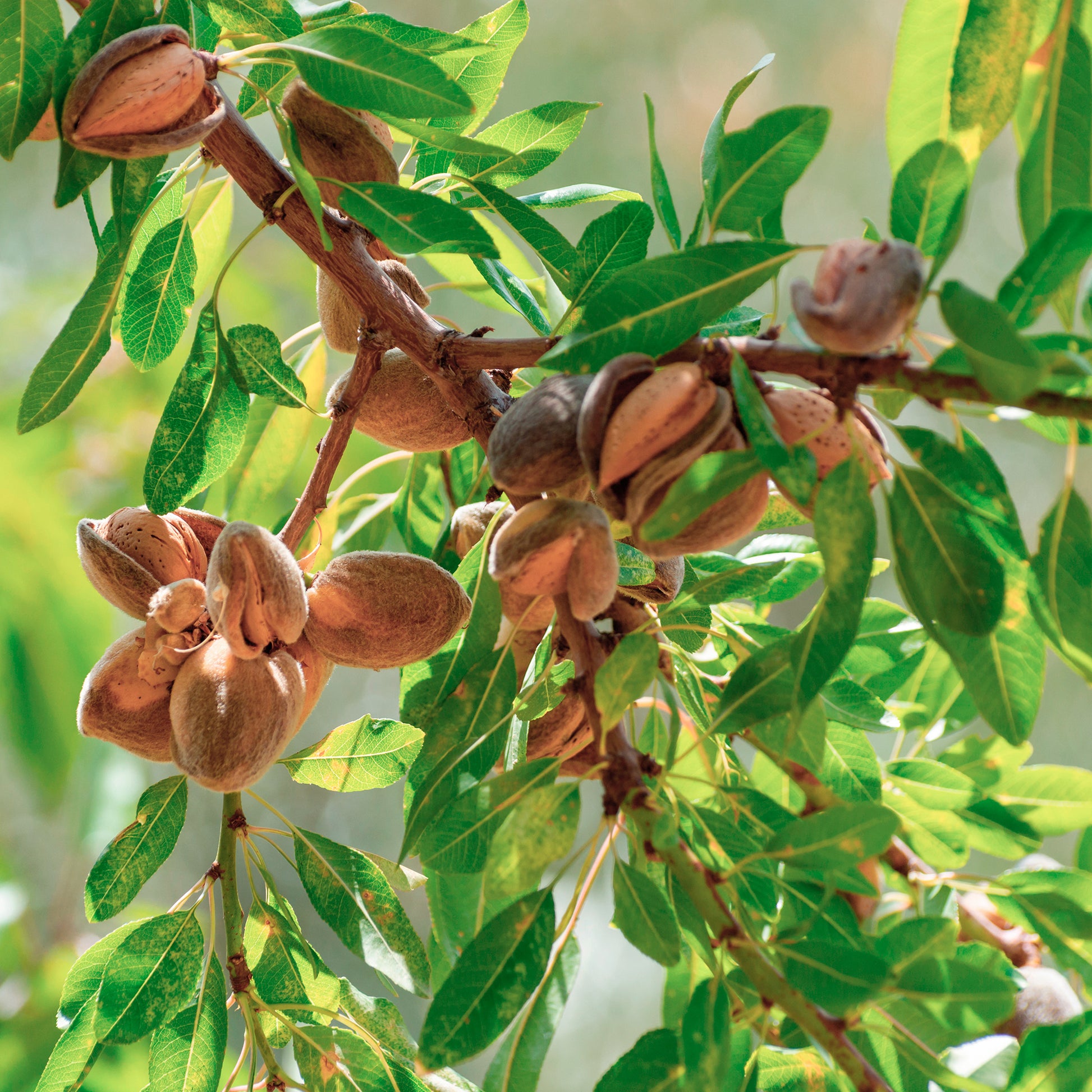 Prunus amygdalus Dulcis - Süßmandel - Schalenobstbäume