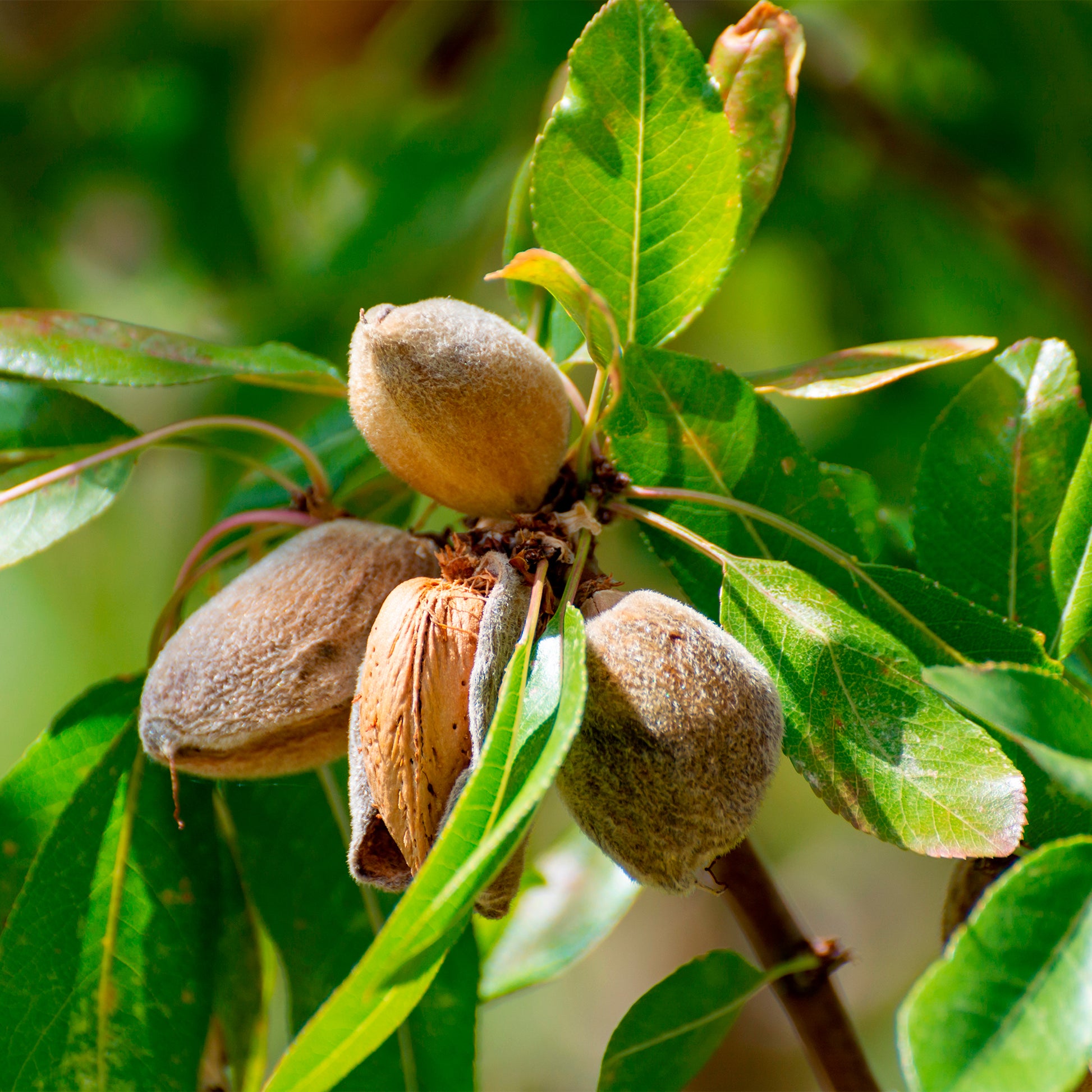 Süßmandel - Prunus amygdalus Dulcis - Bakker