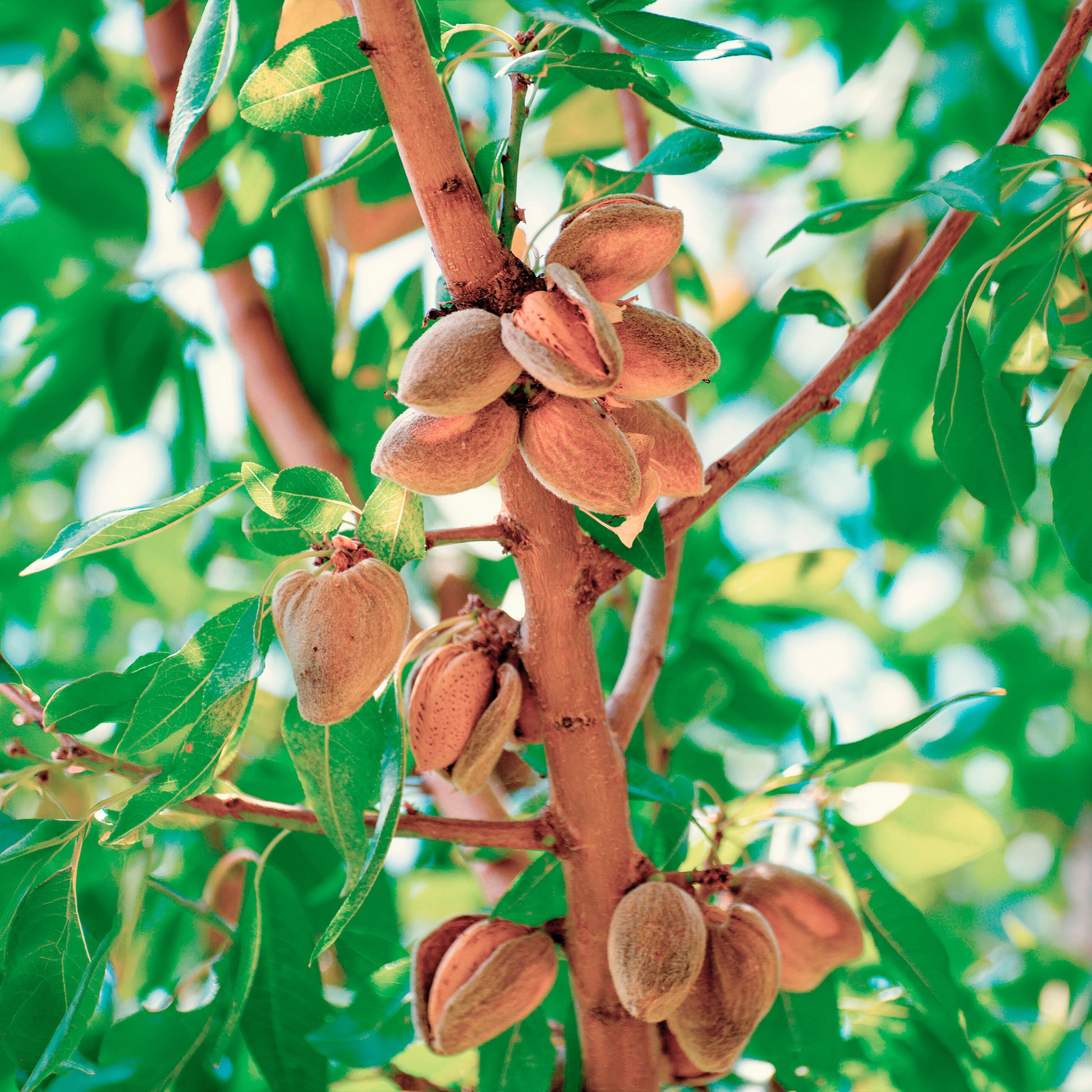 Schalenobstbäume - Süßmandel - Prunus amygdalus Dulcis