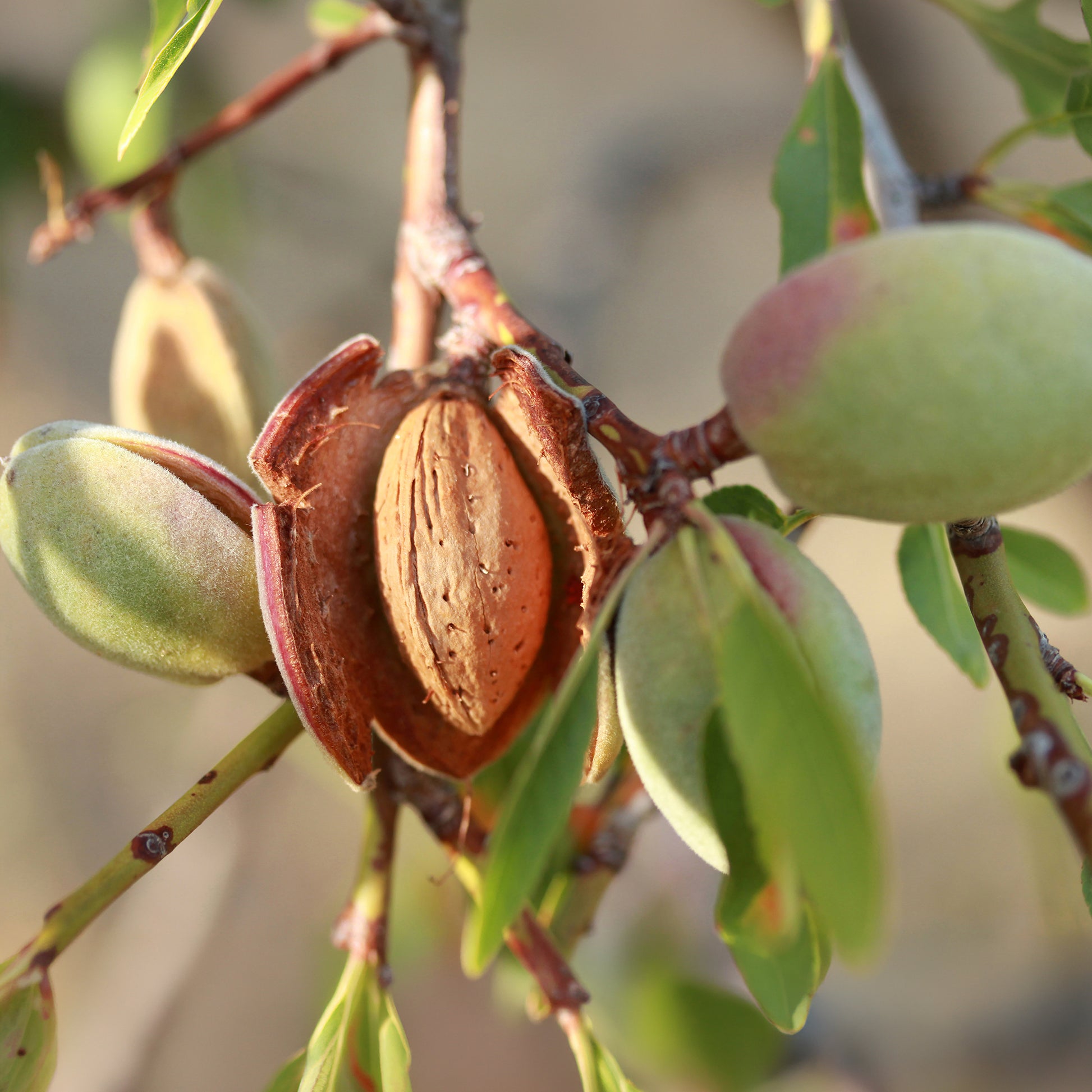 Verkauf Süßmandel - Prunus amygdalus Dulcis