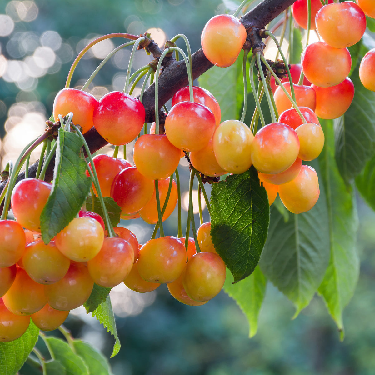 Süßkirsche Büttners Rote Knorpelkirsche - Prunus avium Büttners Rote Knorpelkirsche - Bakker