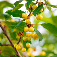 Süßkirsche Dönissens Gelbe - Prunus avium Dönissens Gelbe Knorpelkirsche - Bakker