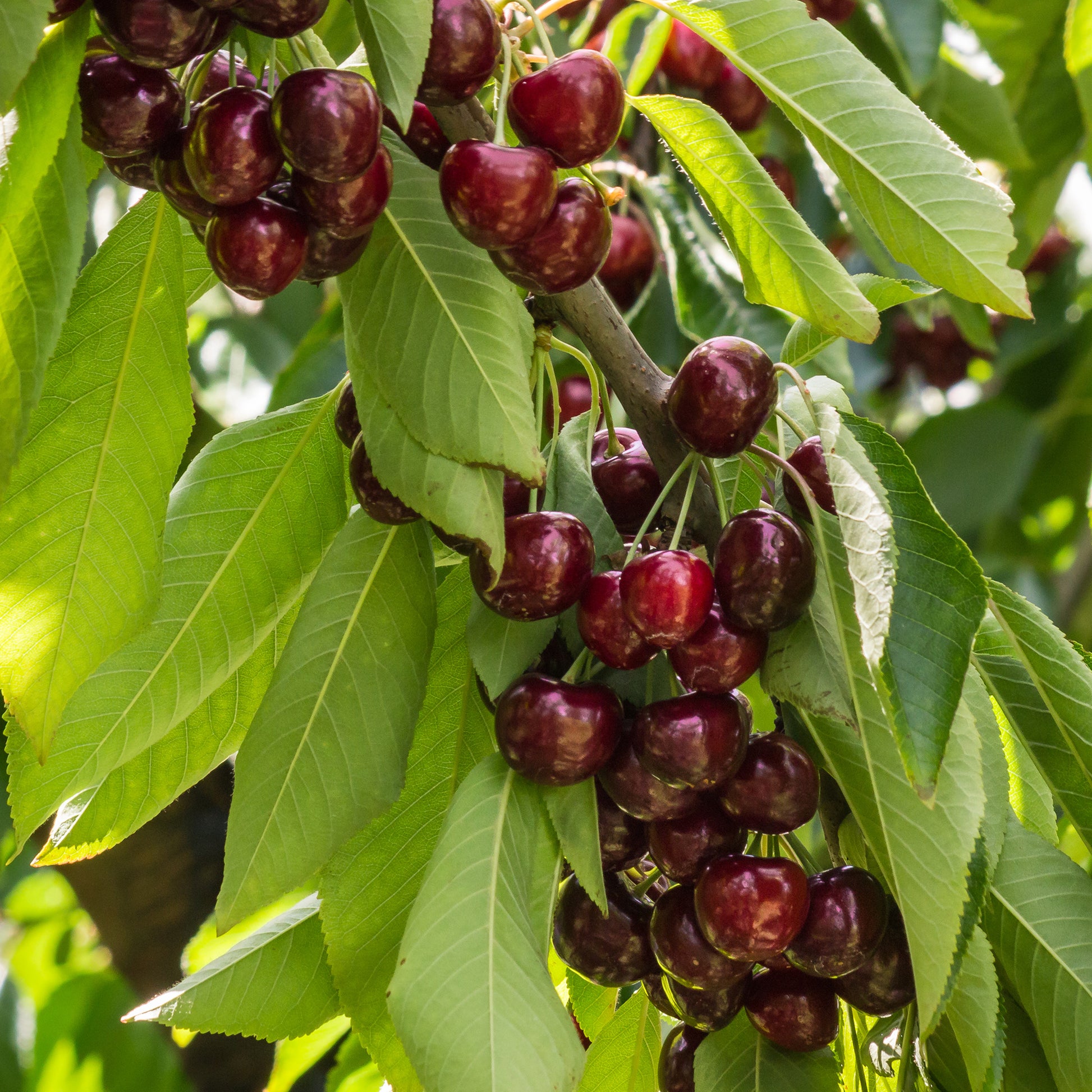 Süßkirsche Stella - Prunus avium Stella - Bakker