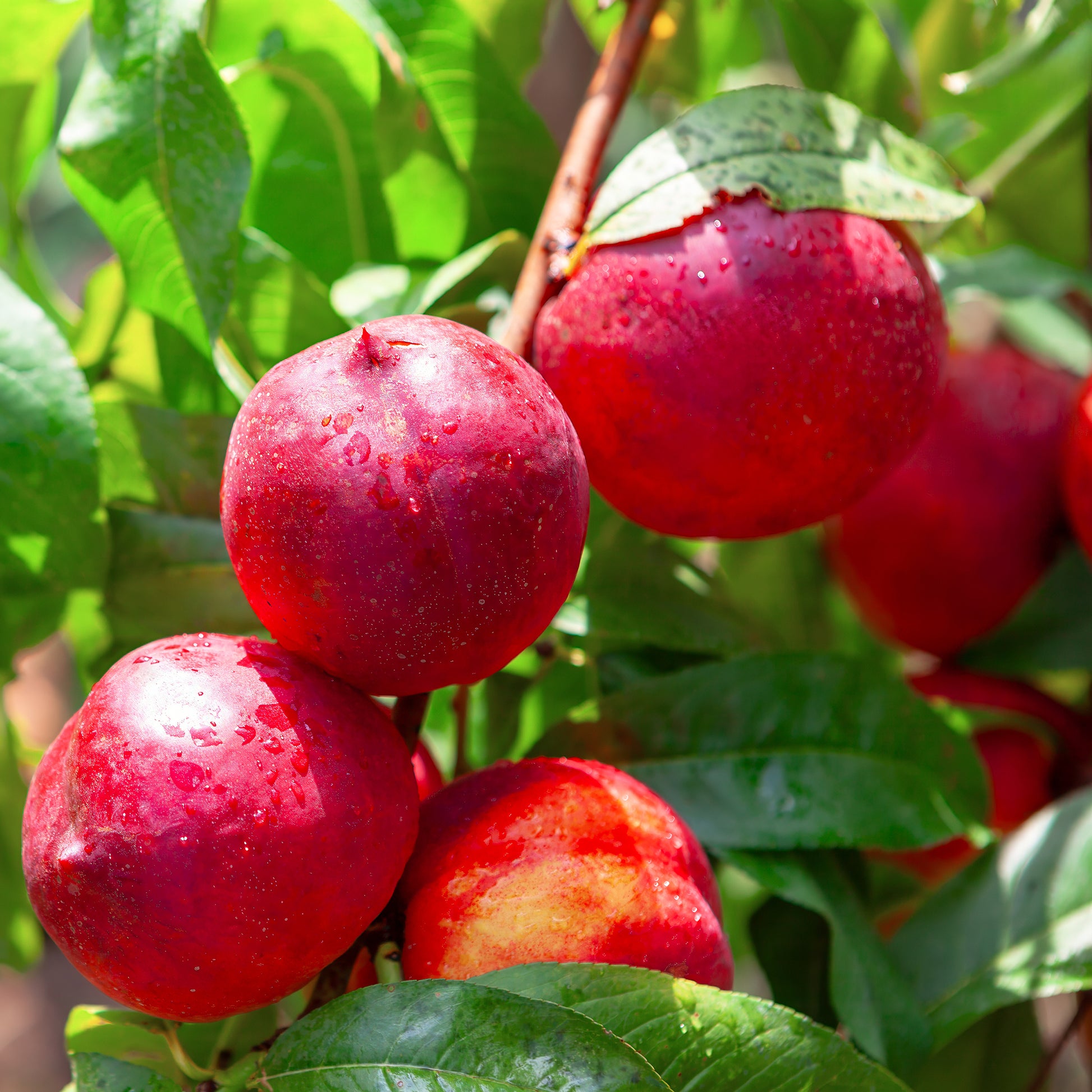 Nektarine Flavortop - Prunus persica nucipersica Flavor Top - Bakker