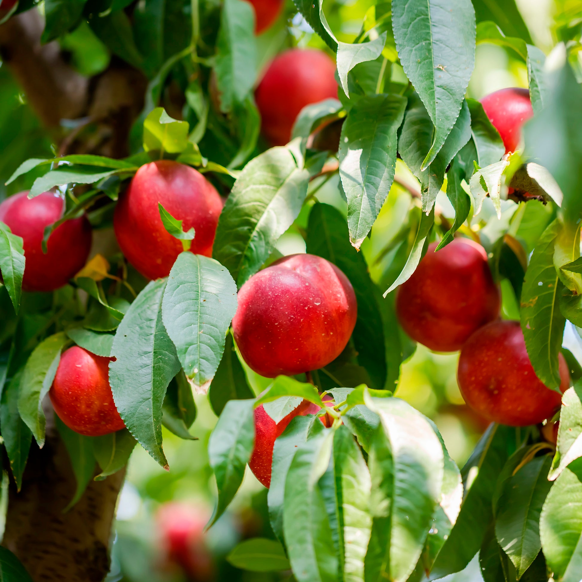 Prunus persica nucipersica Flavor Top - Nektarine Flavortop - Nektarinenbäume